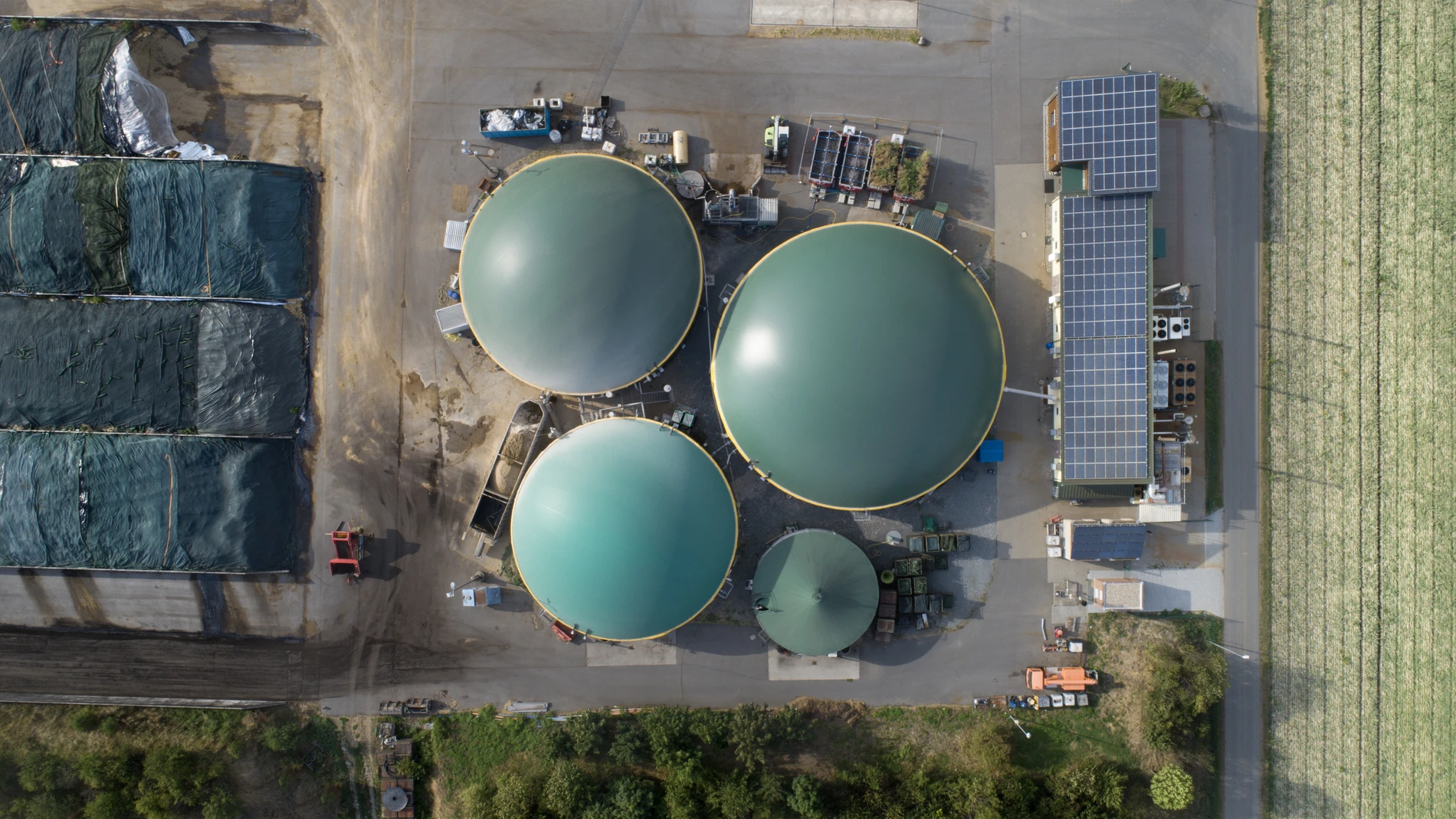 Plant_seen_from_above