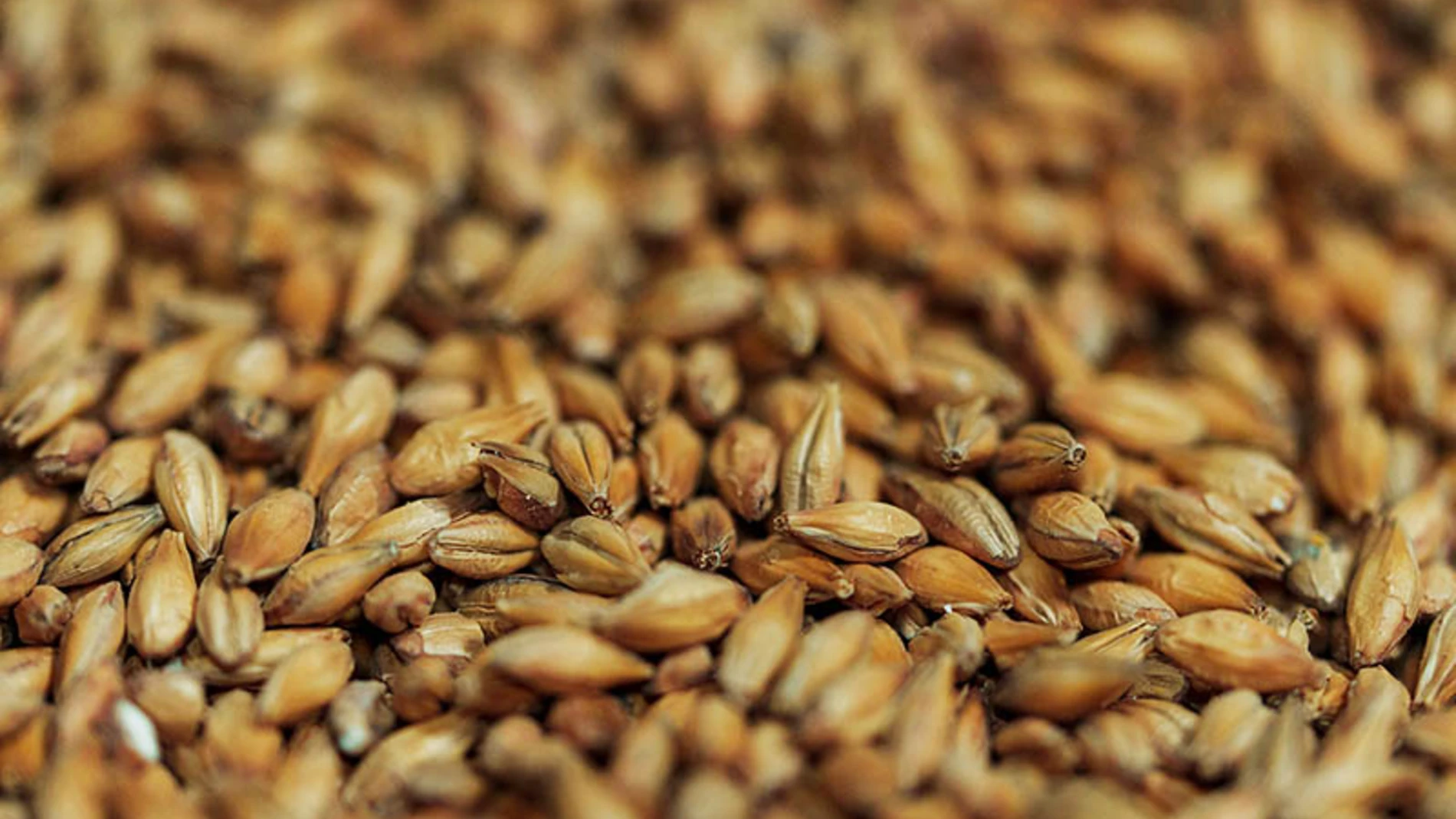 barley