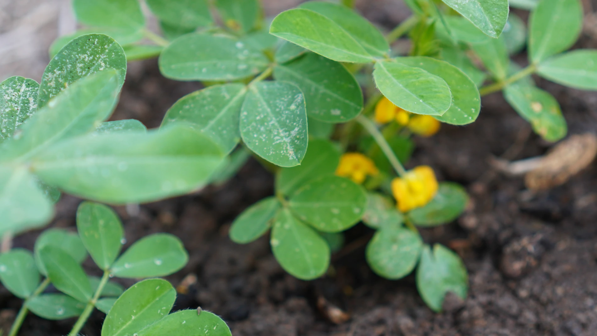Yellow flower groundnut
