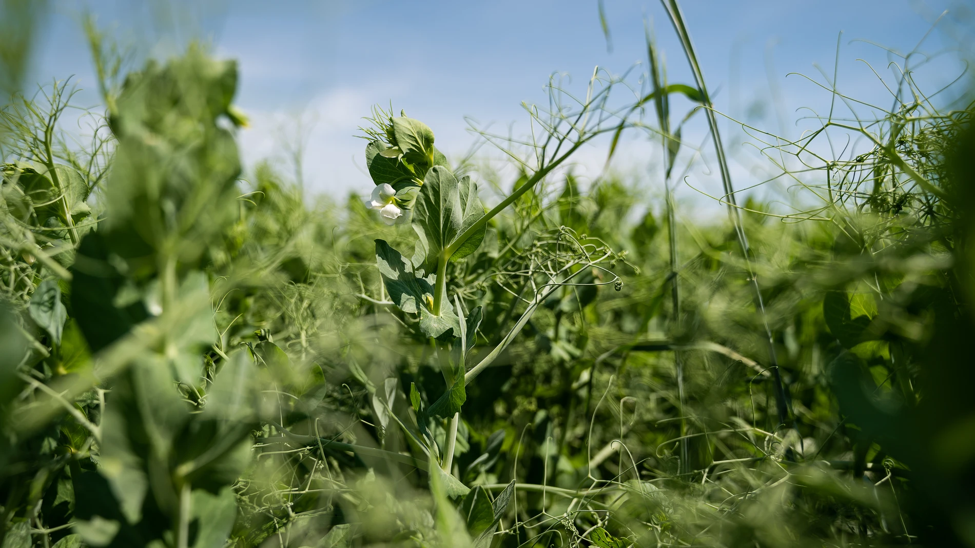 Pea Flowers Growing In A Field