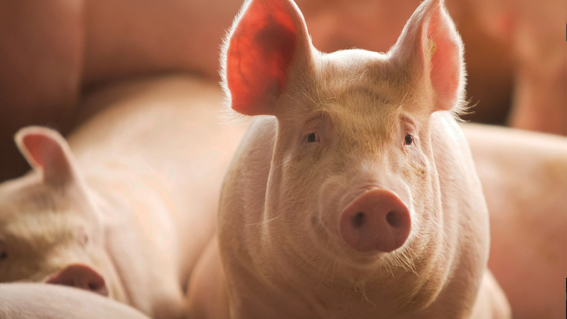 Swine smiling