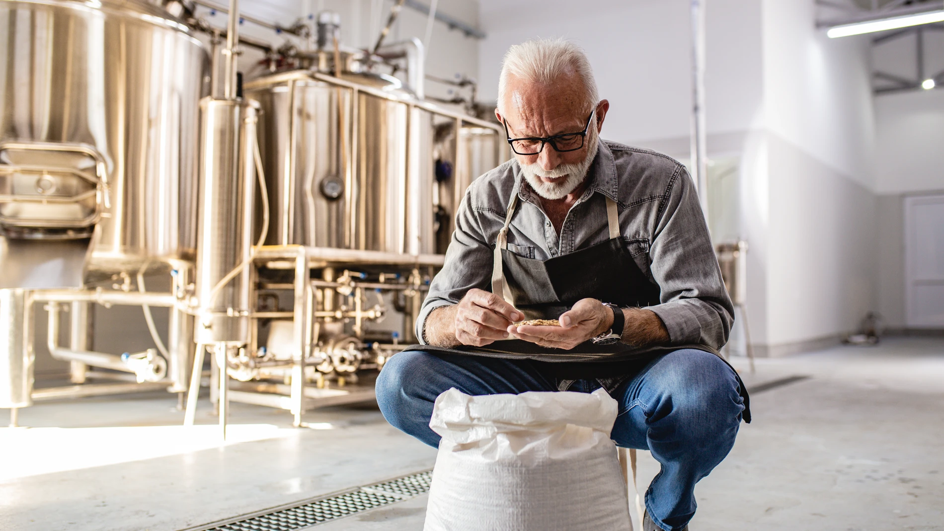 Man holding barley ready for brewing