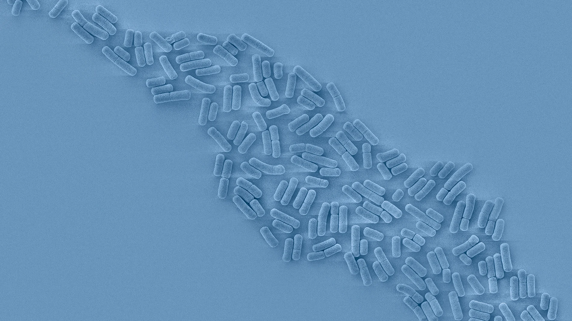role of probiotics