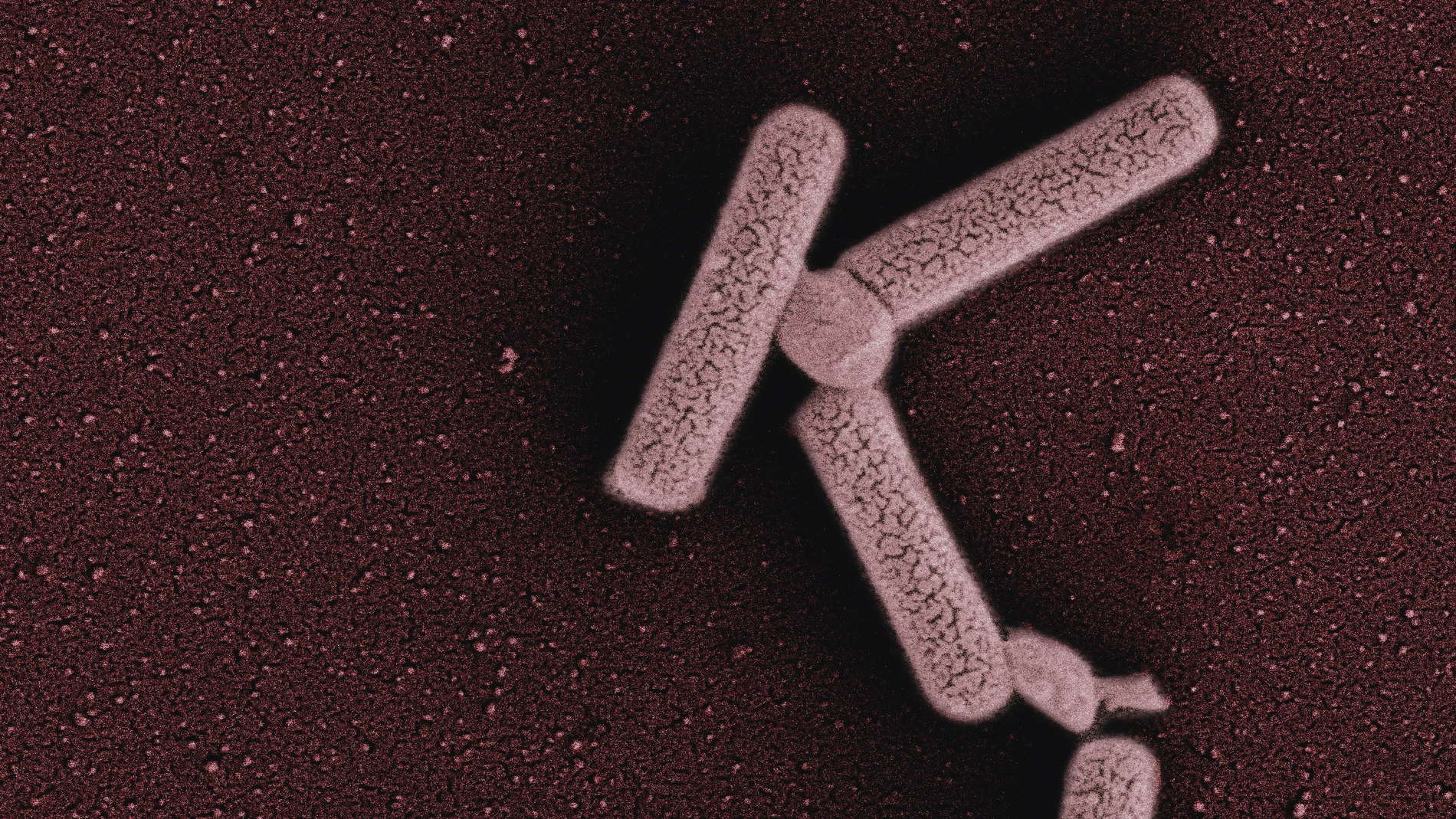 Microbial_image