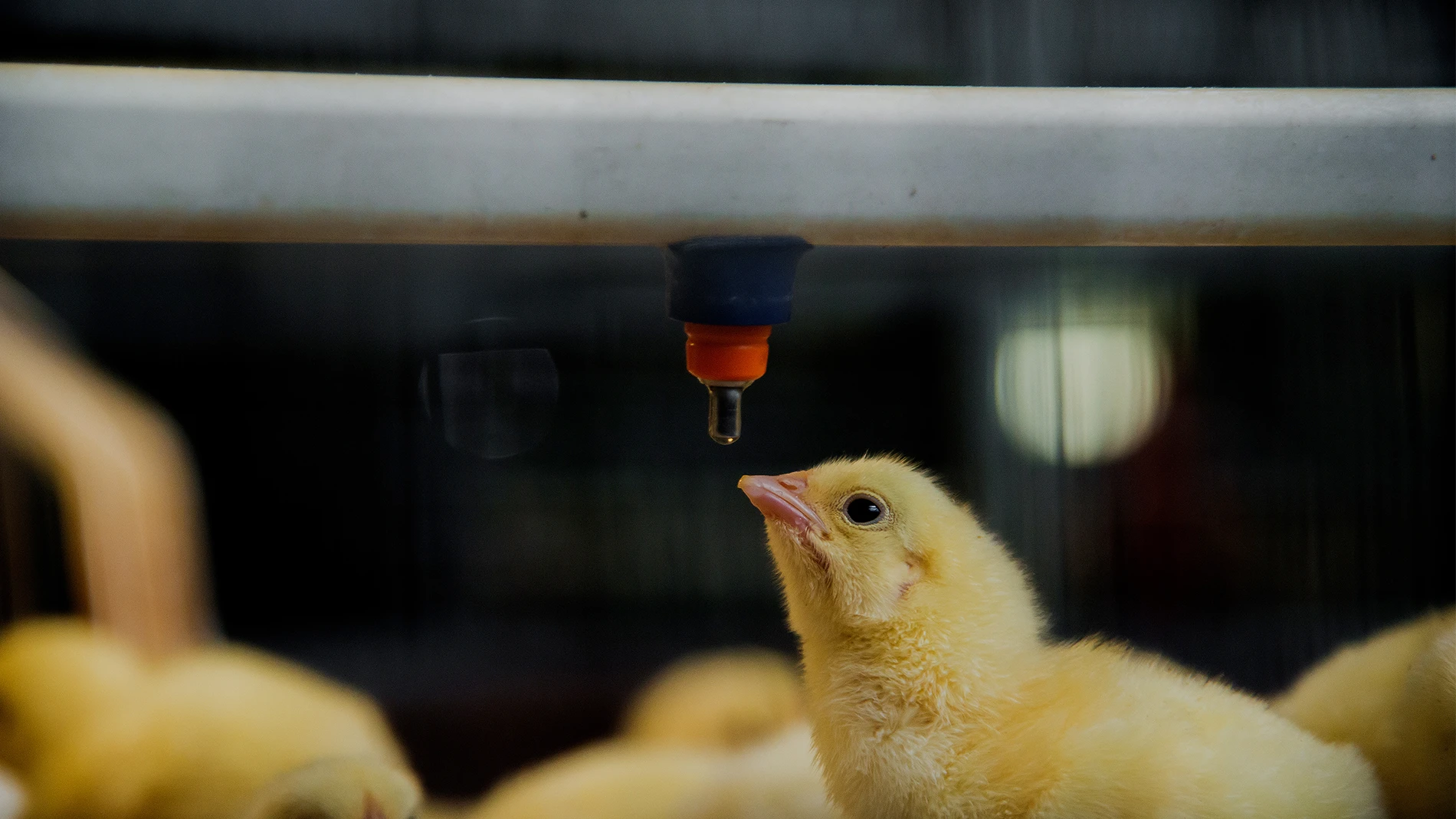 small chickens in farm