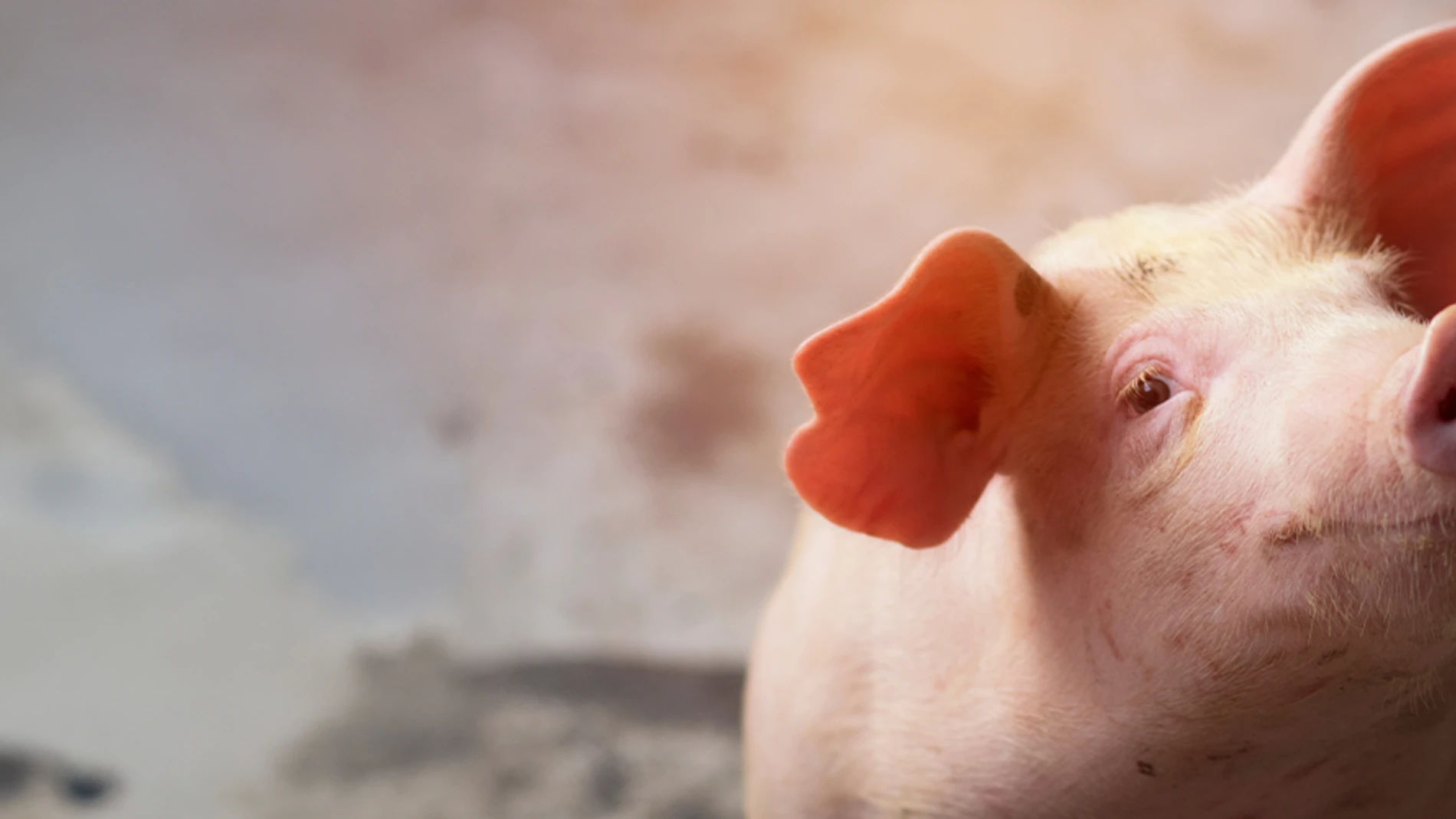 piglet close up