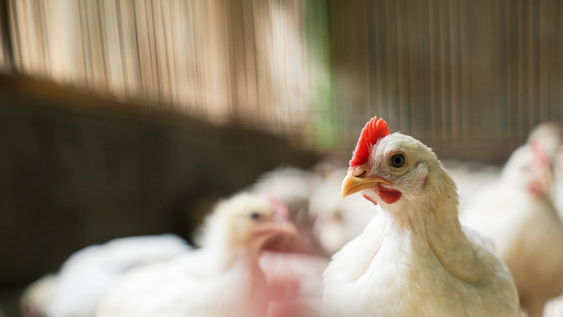 chicken in the farm