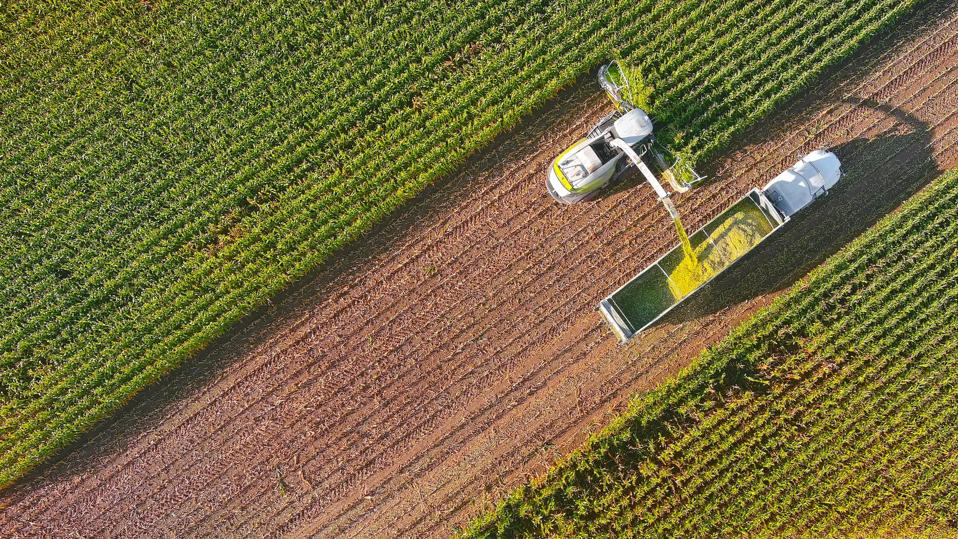 harvest