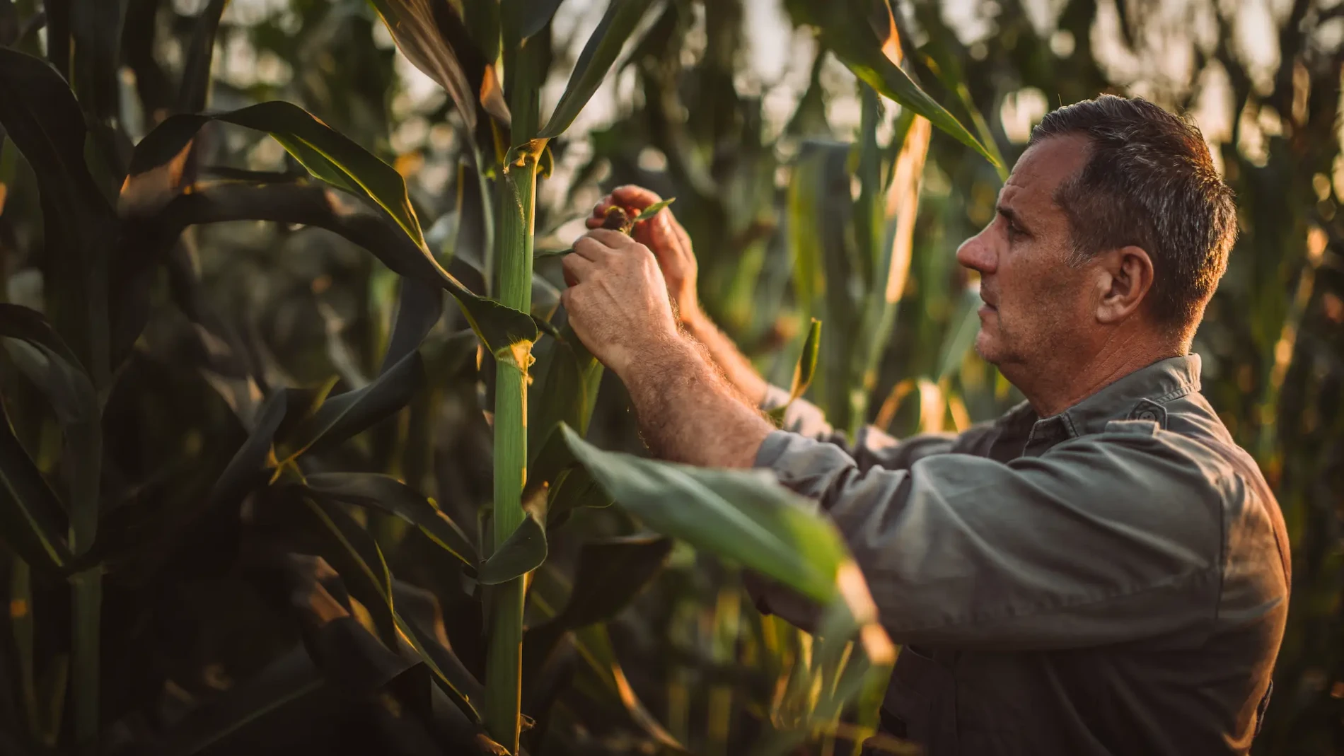 get more of every crop hero