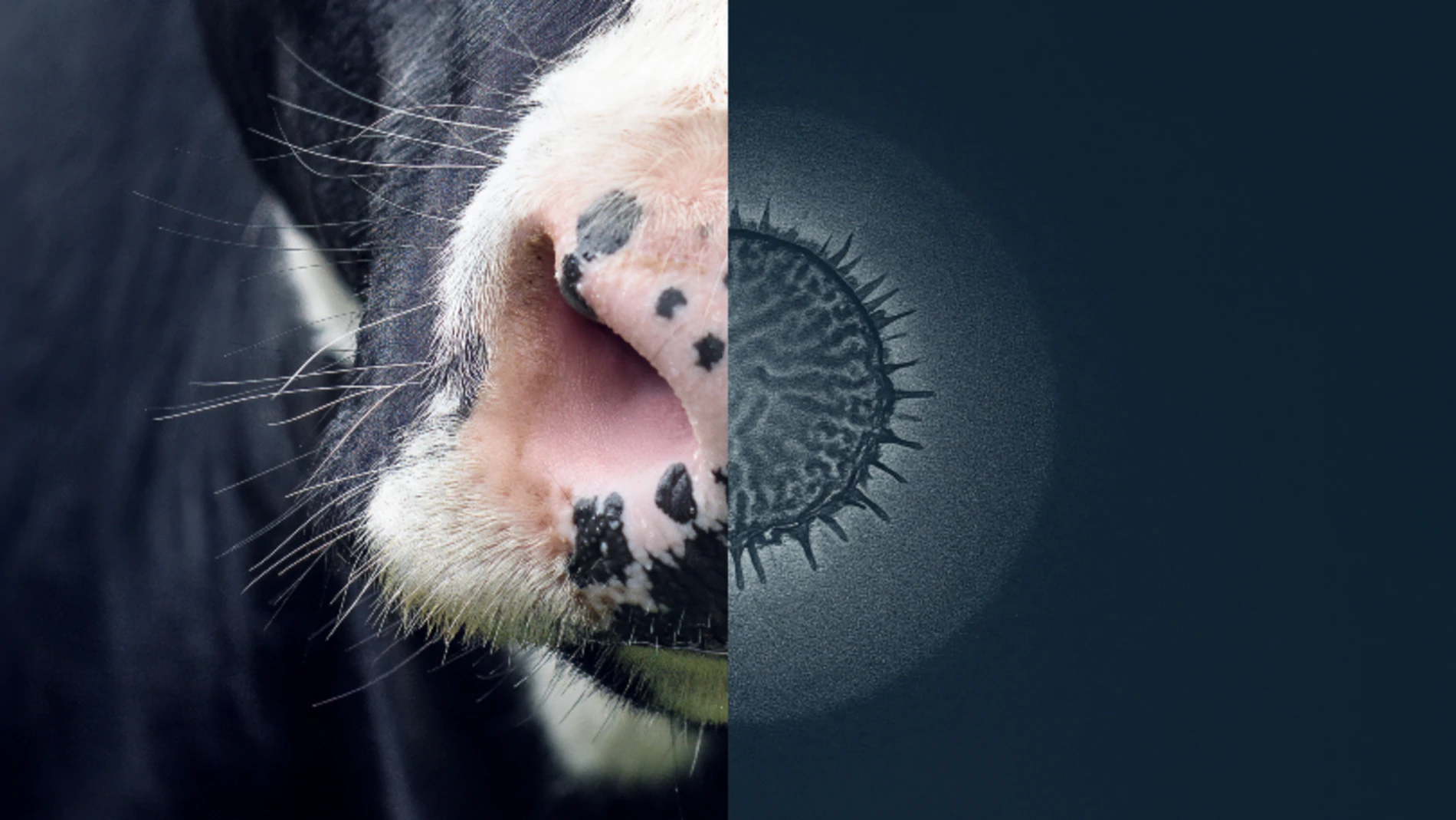 Feed Smarter Dairy
