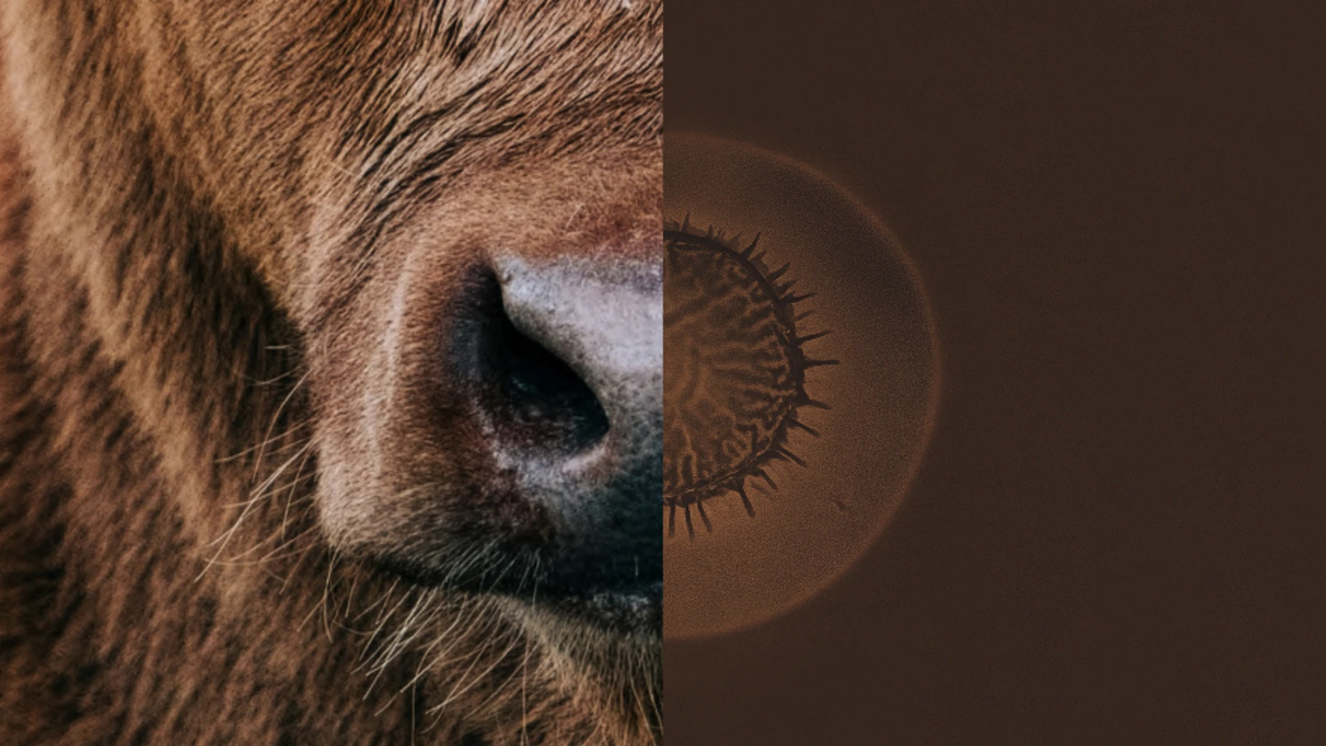 Beef - feed smarter