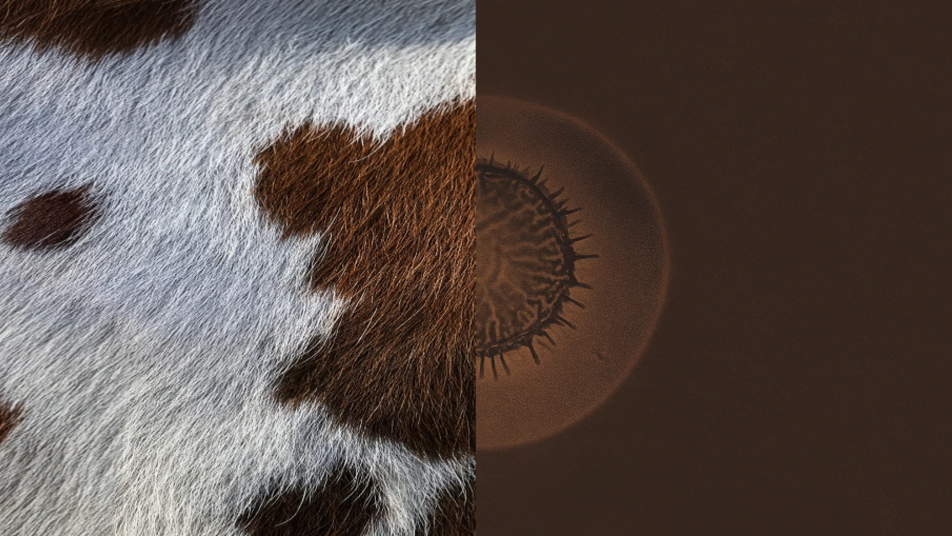 Bovacillus