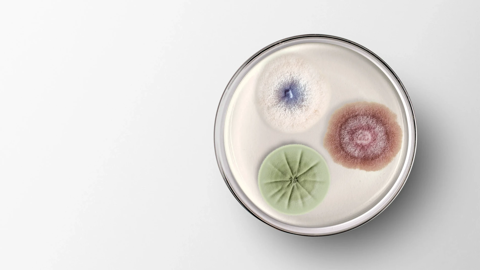 Strategy Petri Dish