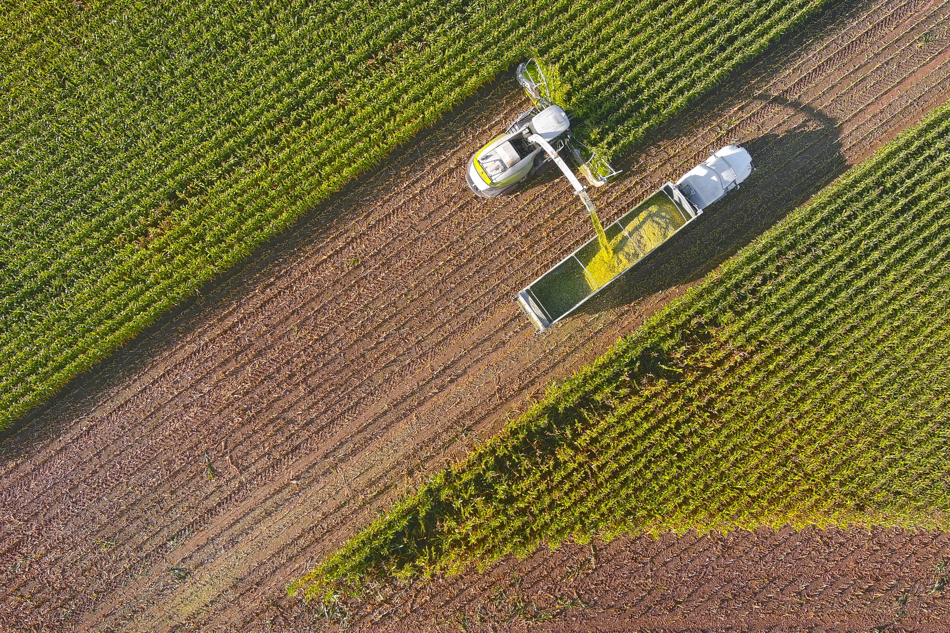 Farmer harvesting