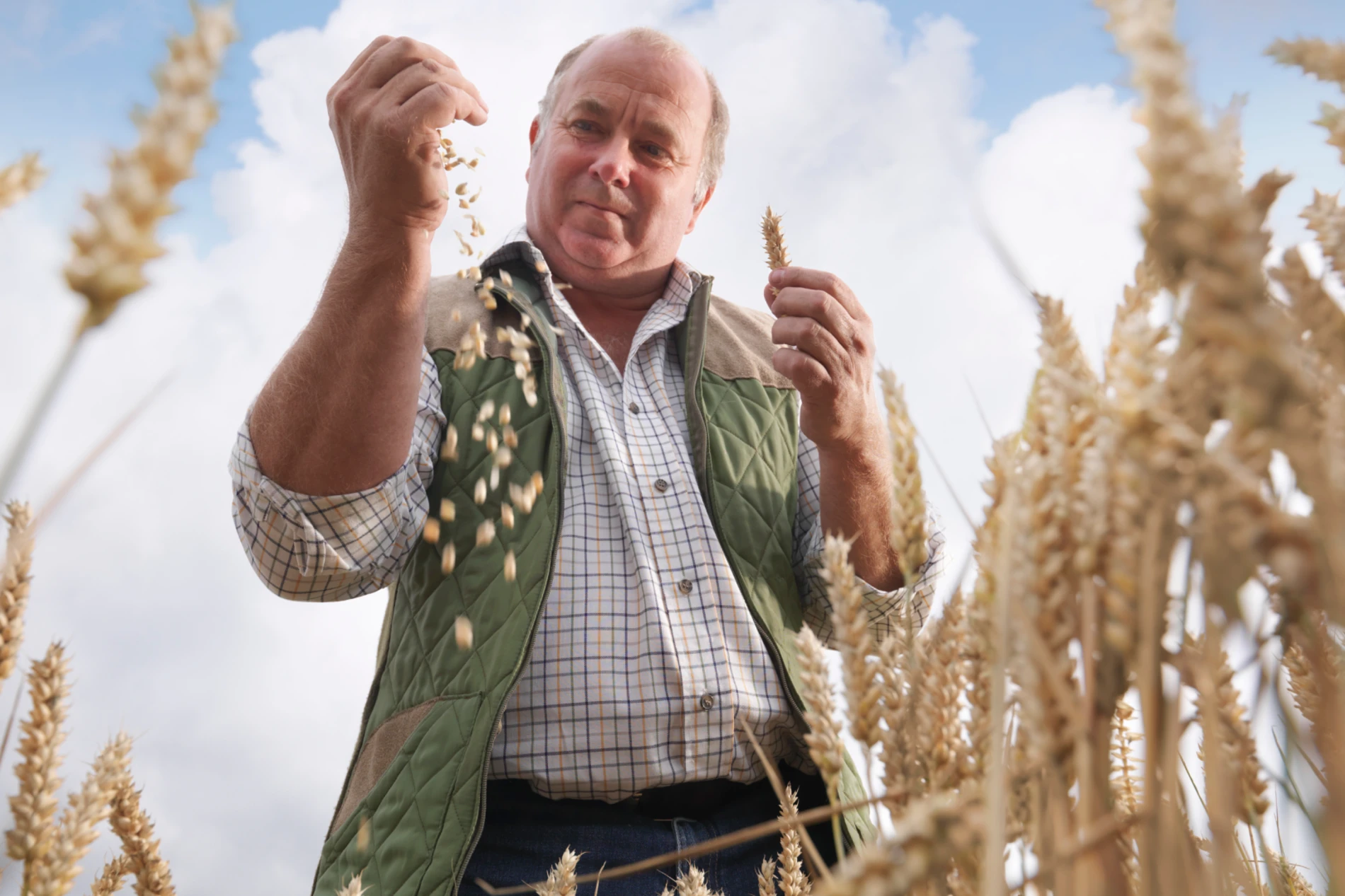 Man in wheat field 
