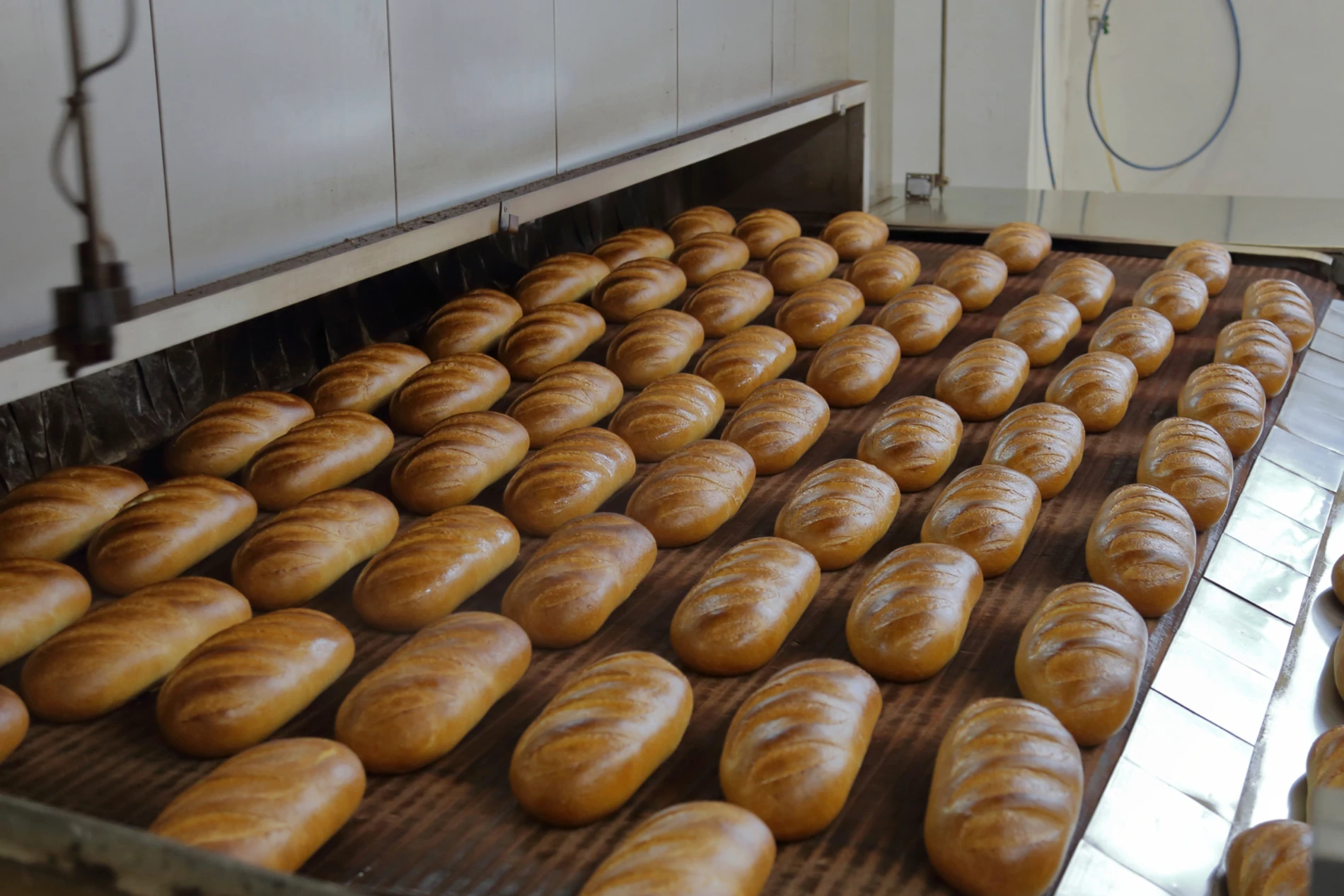 Fresh loaves in the bake factory 