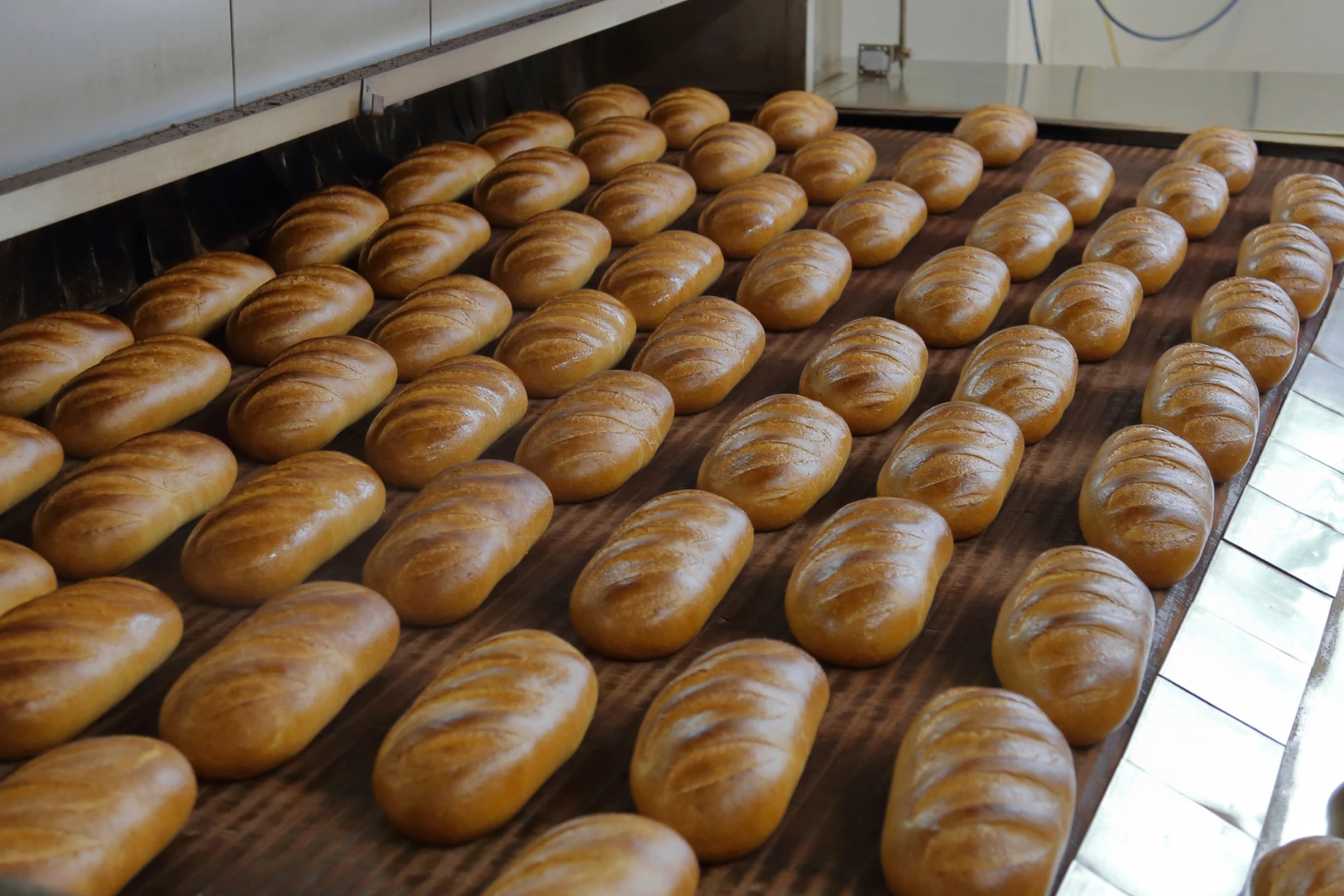 Fresh baked loaves in industrial baking