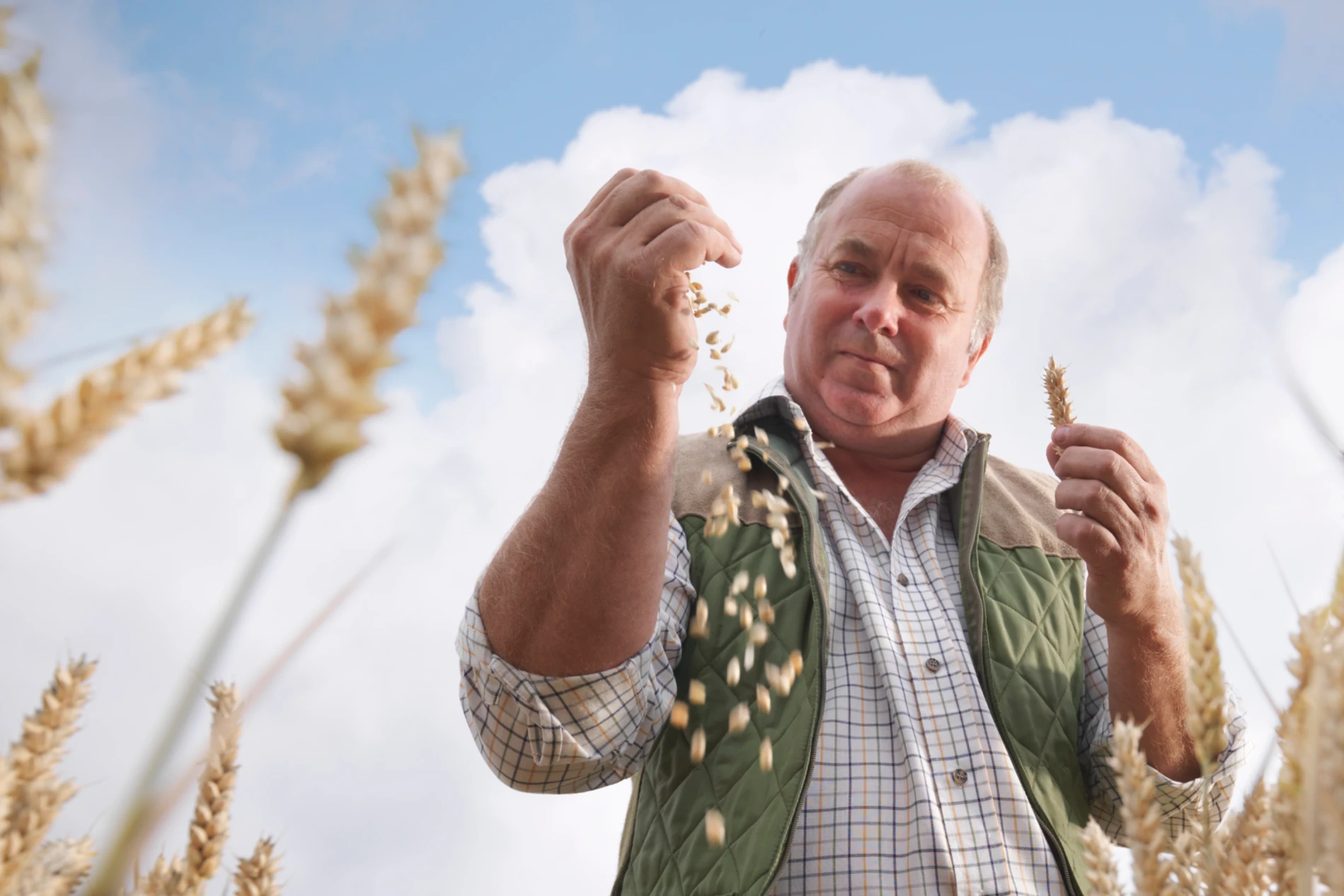 Man analyzing wheat quality in a wheat field