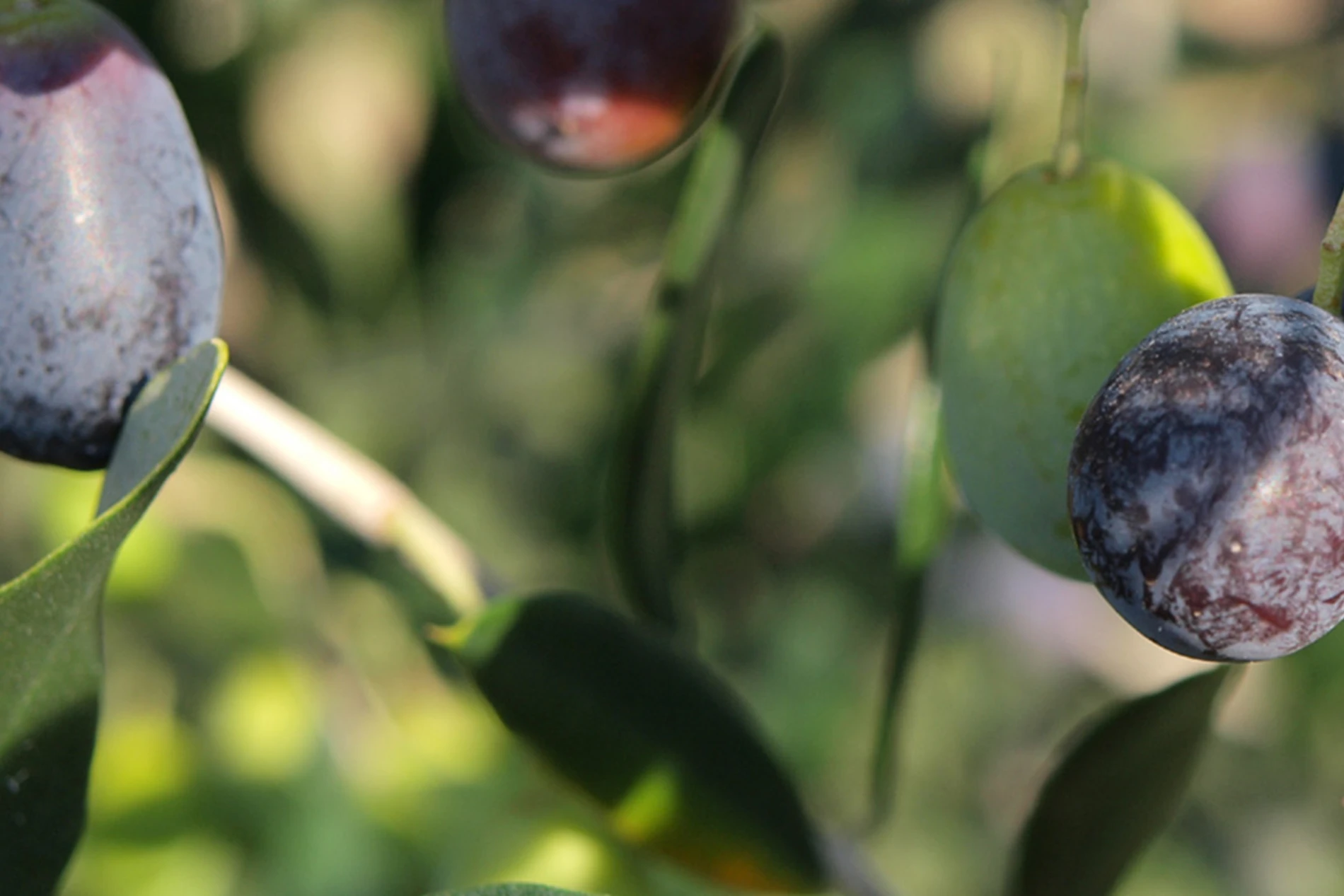 Olives_on_a_branch
