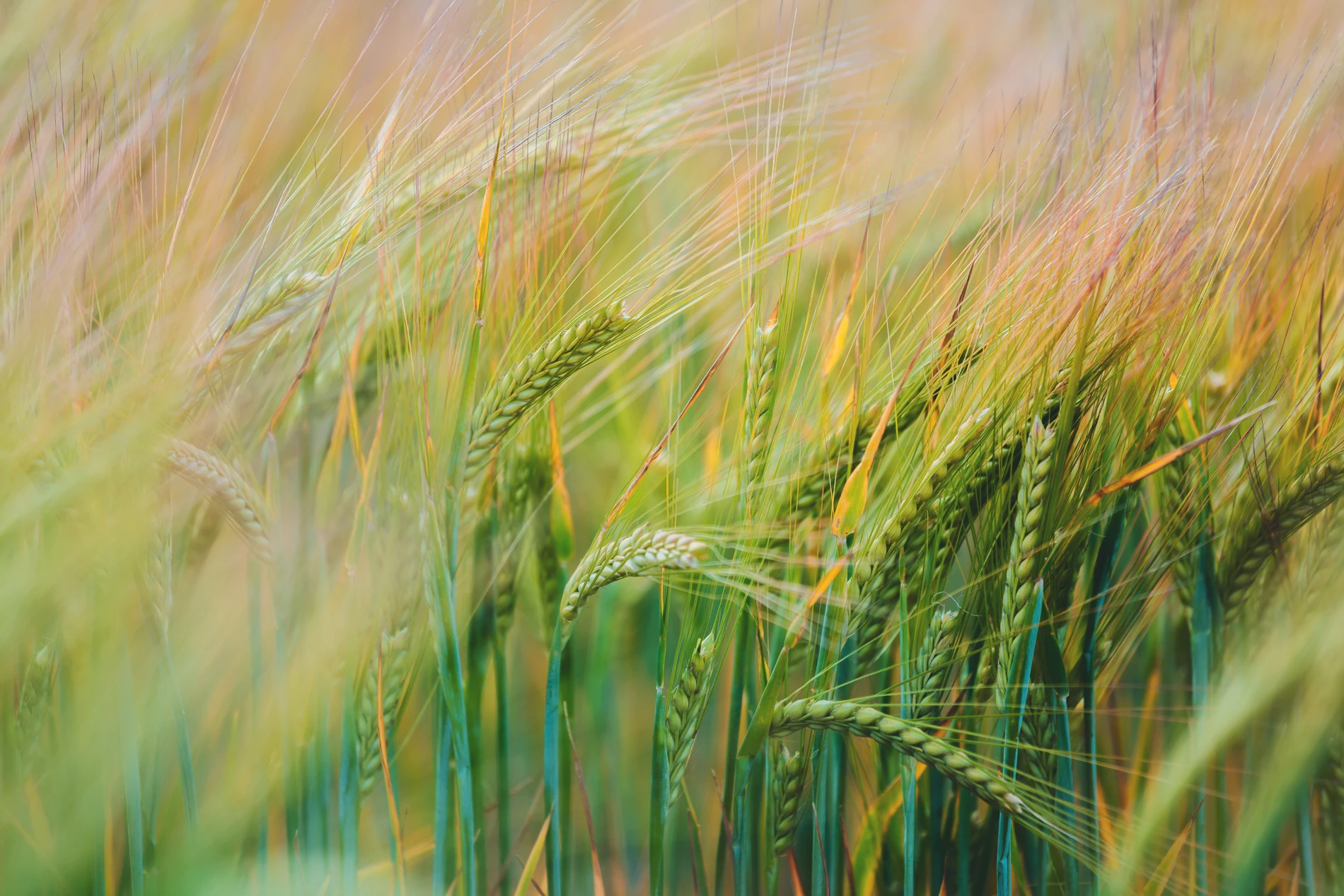 Green wheat fields