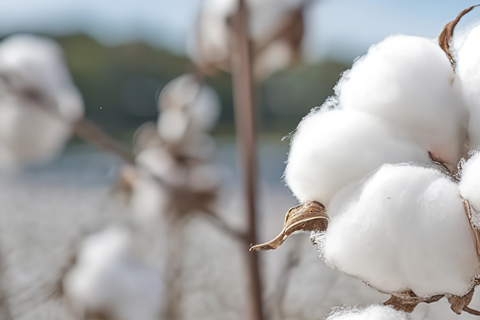 field of cotton plants with white cotton bolls 