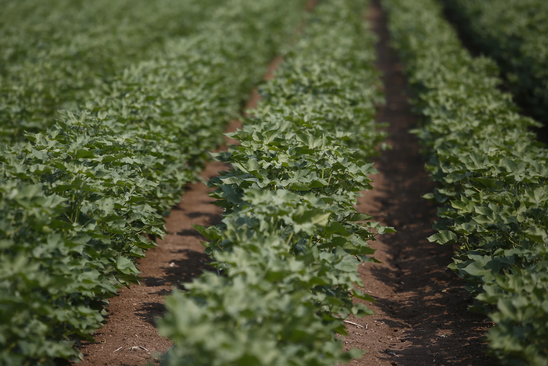 Cotton plants grow in a field 