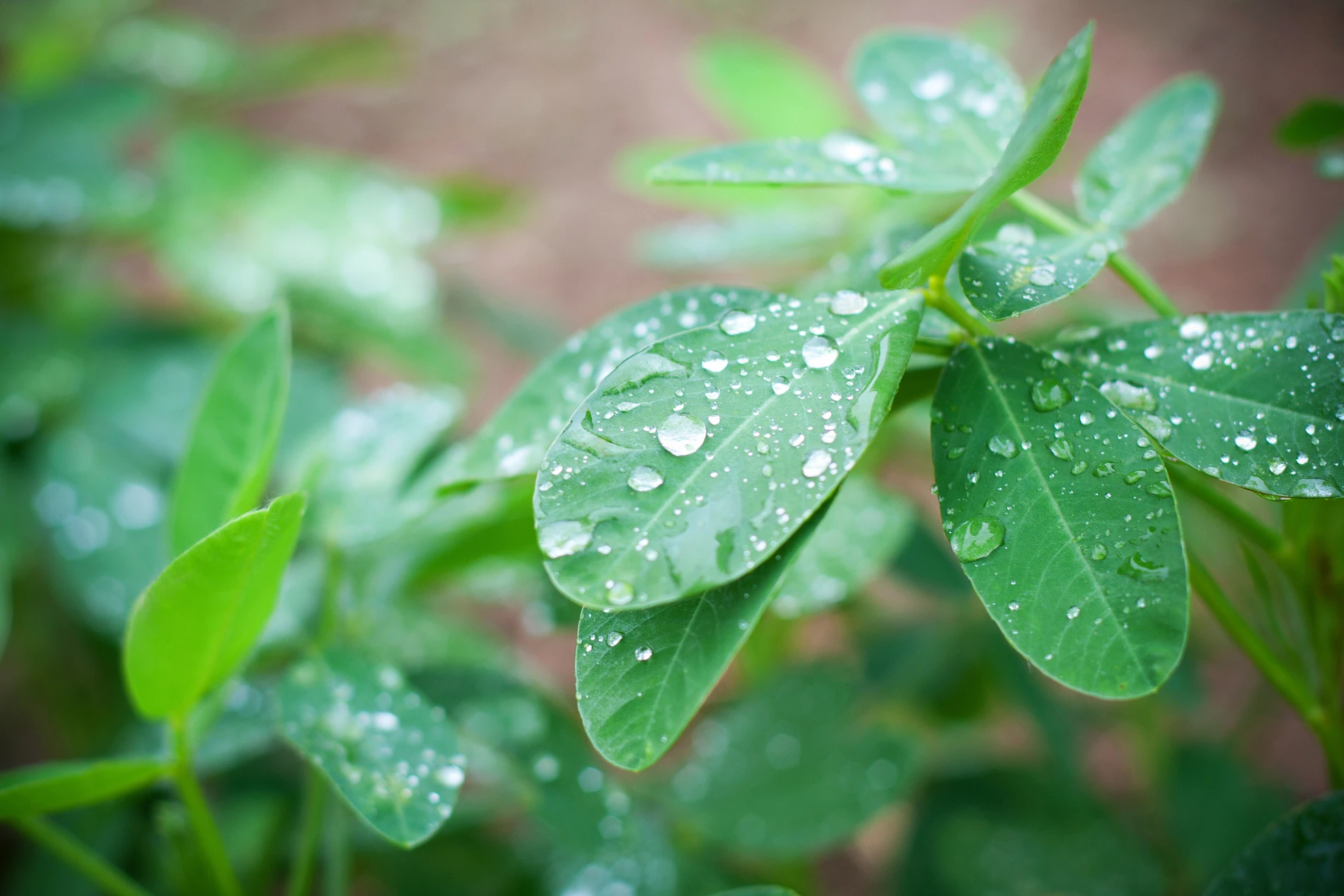 Each season, there are a number of obstacles standing between you and better peanut crop yields, including:  Moisture. Early in the season, a water deficit can cause growth delays while at harvest it can be troublesome.  Plant stress due to the unpredictable, changing climate.  Timing when to dig to ensure proper oil content and seed quality. 