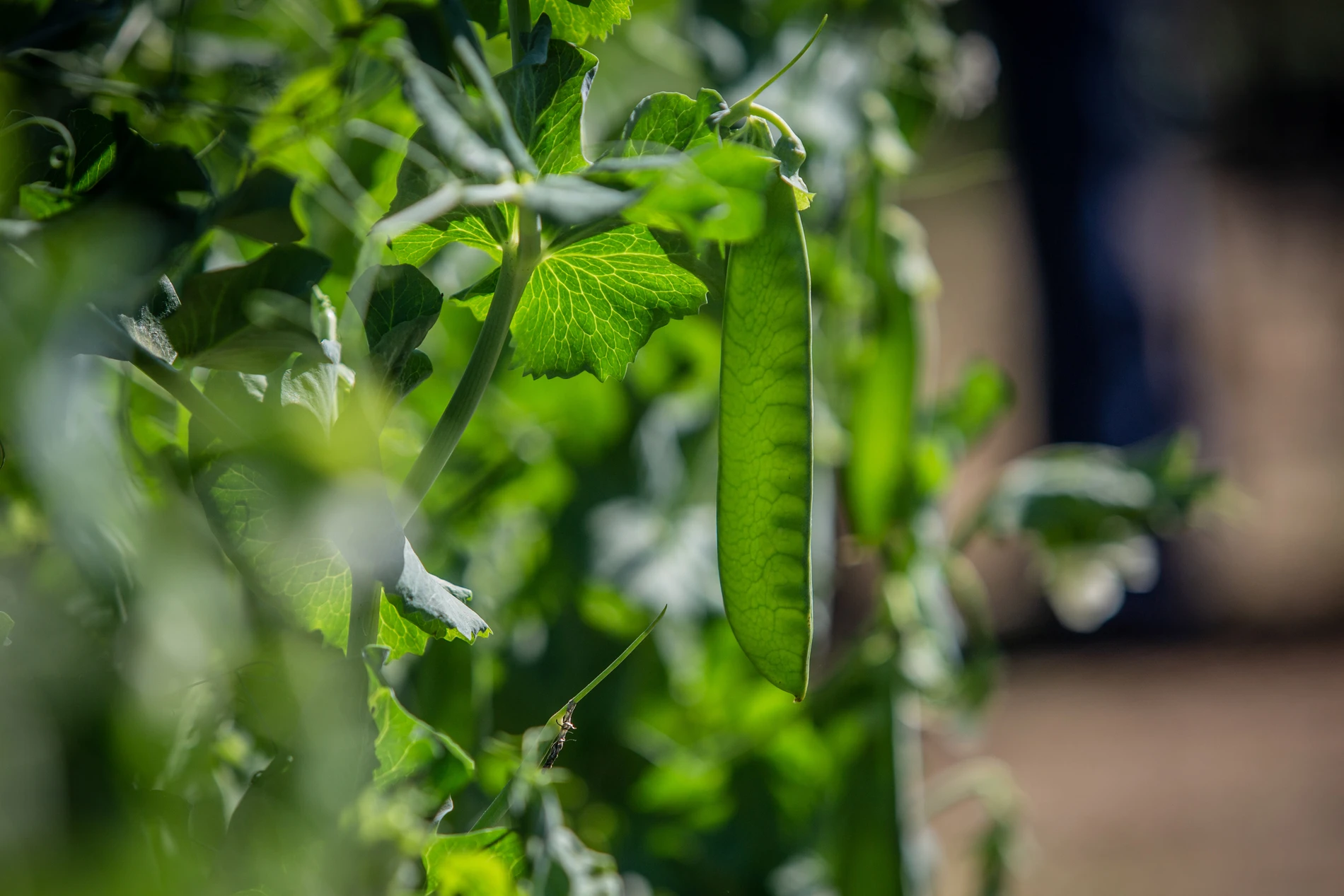 Peas Grow On The Vine 