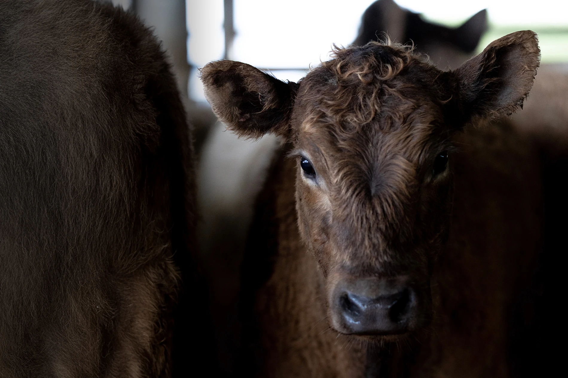 beef cattle