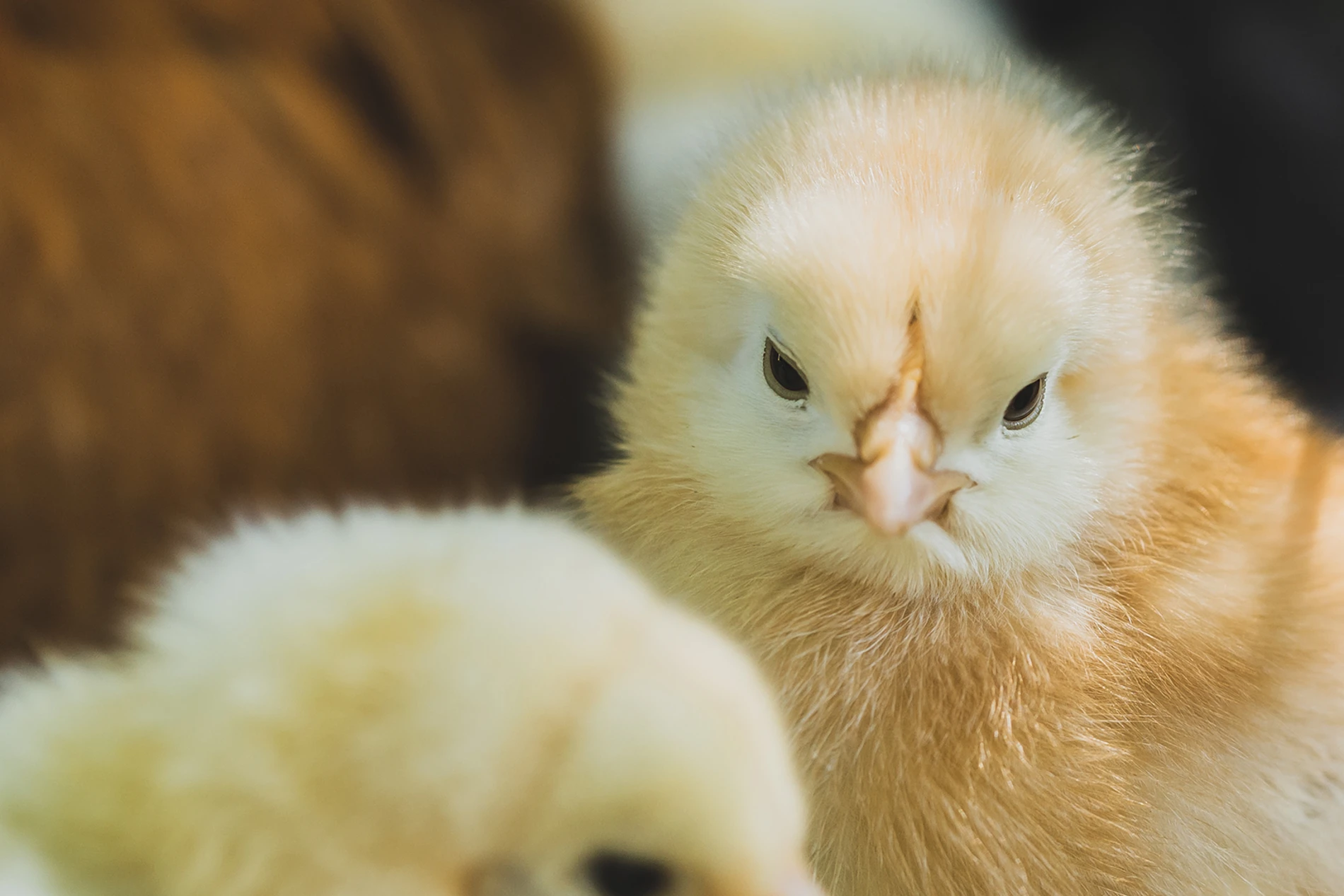 Poultry