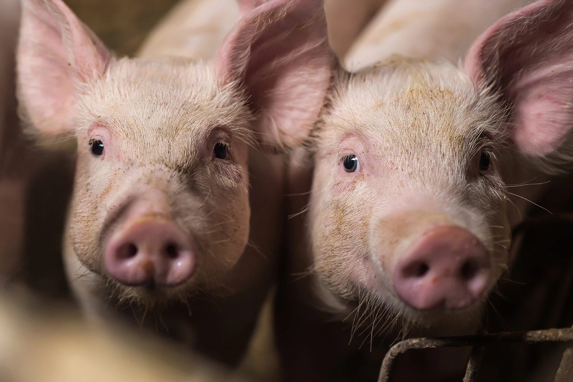 Pigs