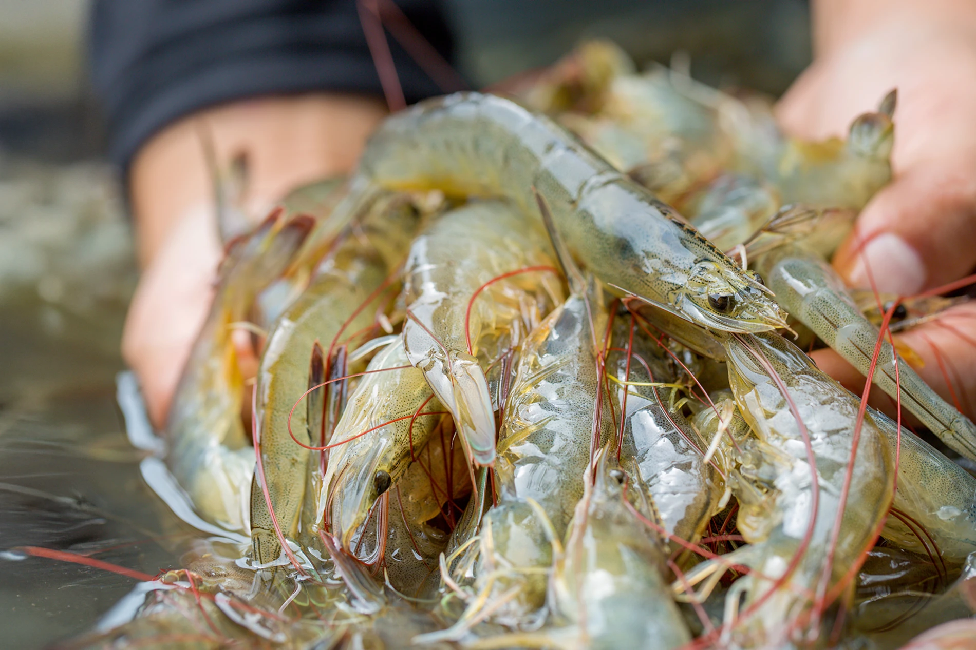 aquaculture
