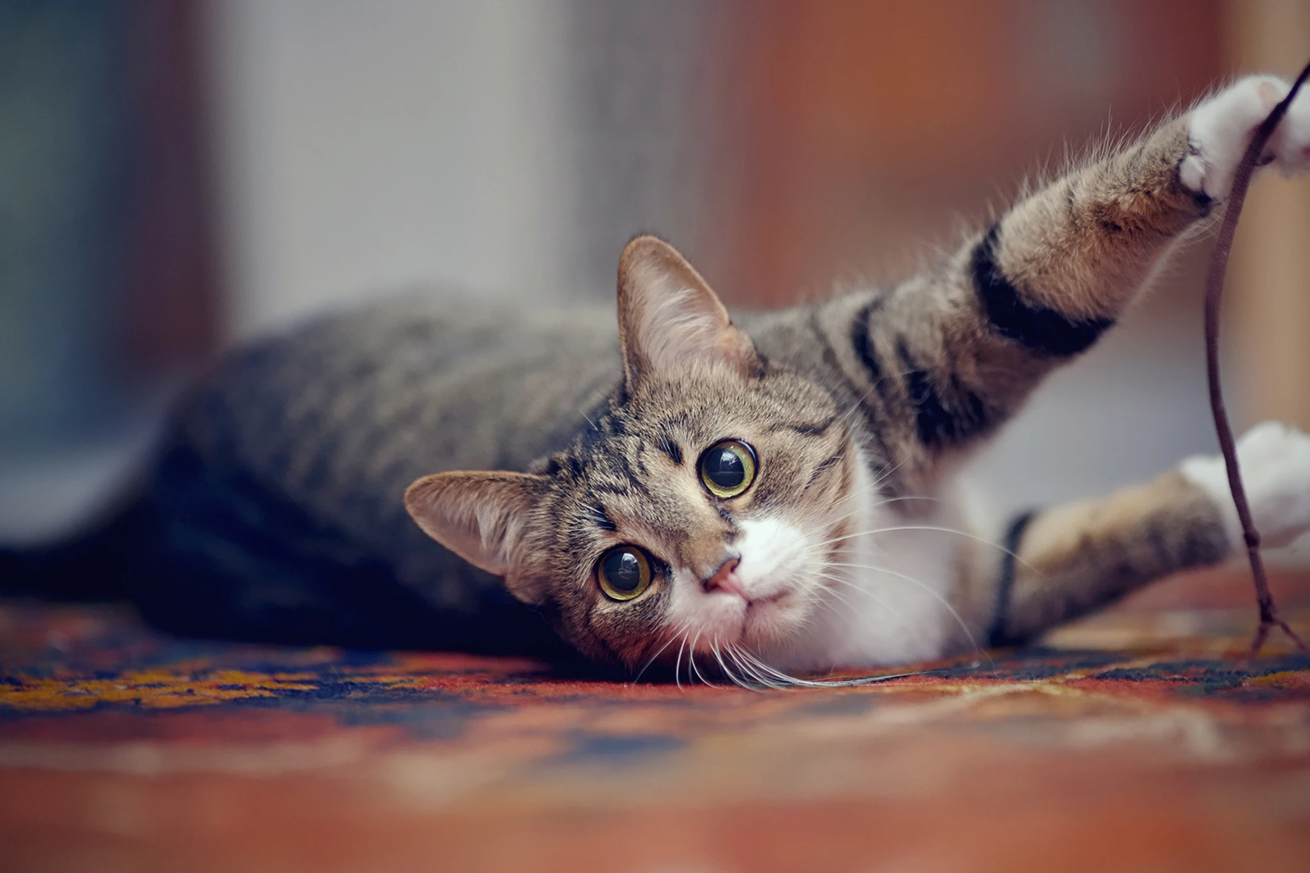 cat playing