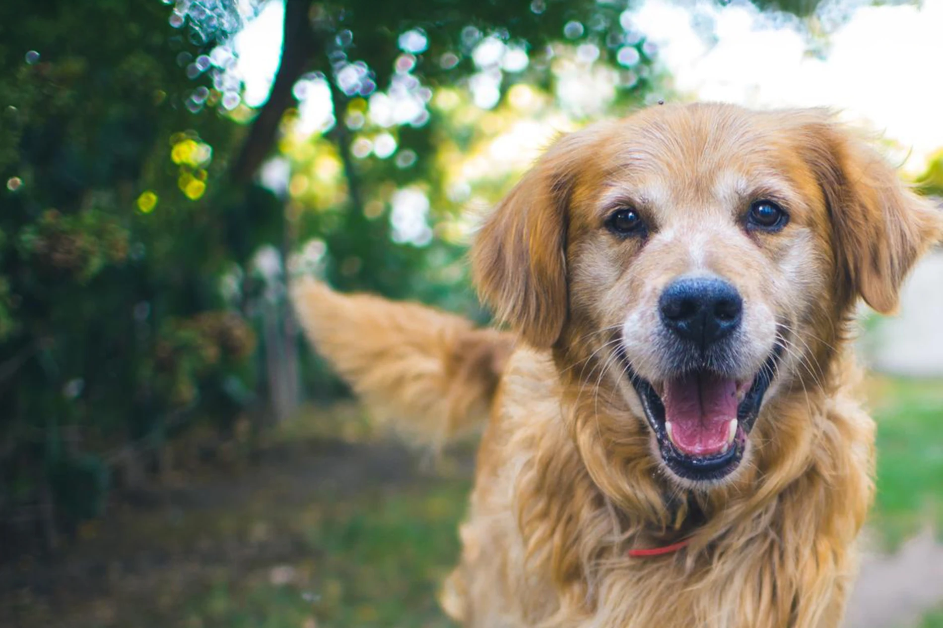 golden retriever