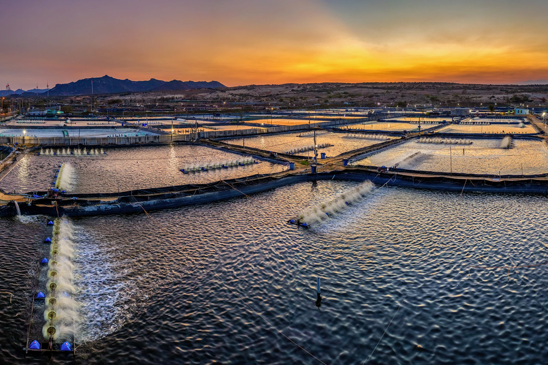 shrimp farm
