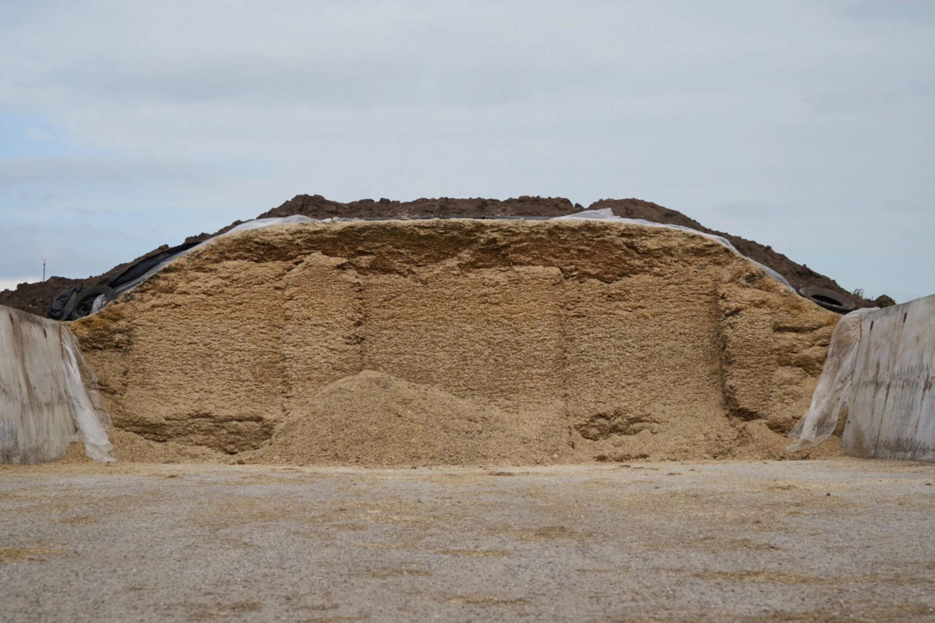 silage_Feedout