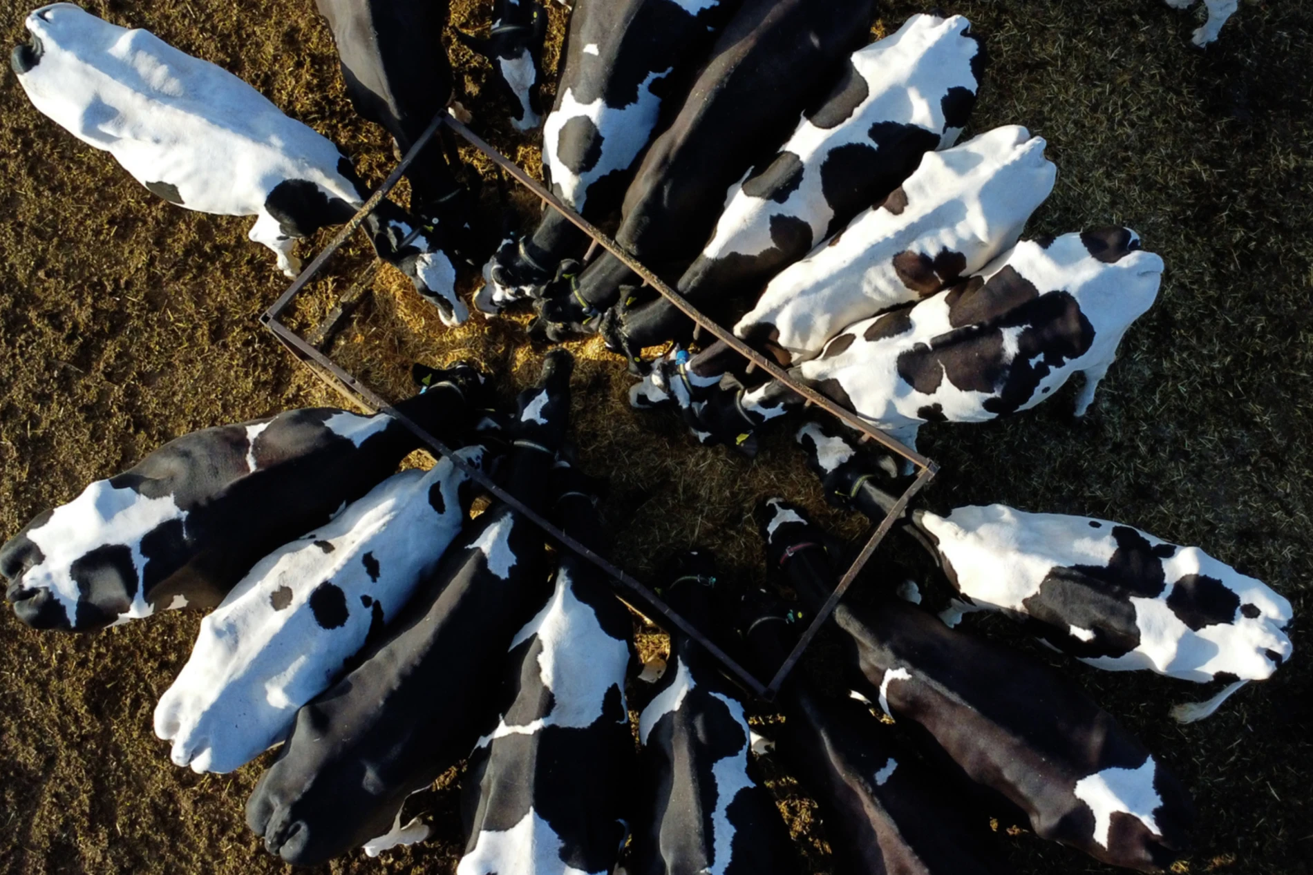 cows eating above
