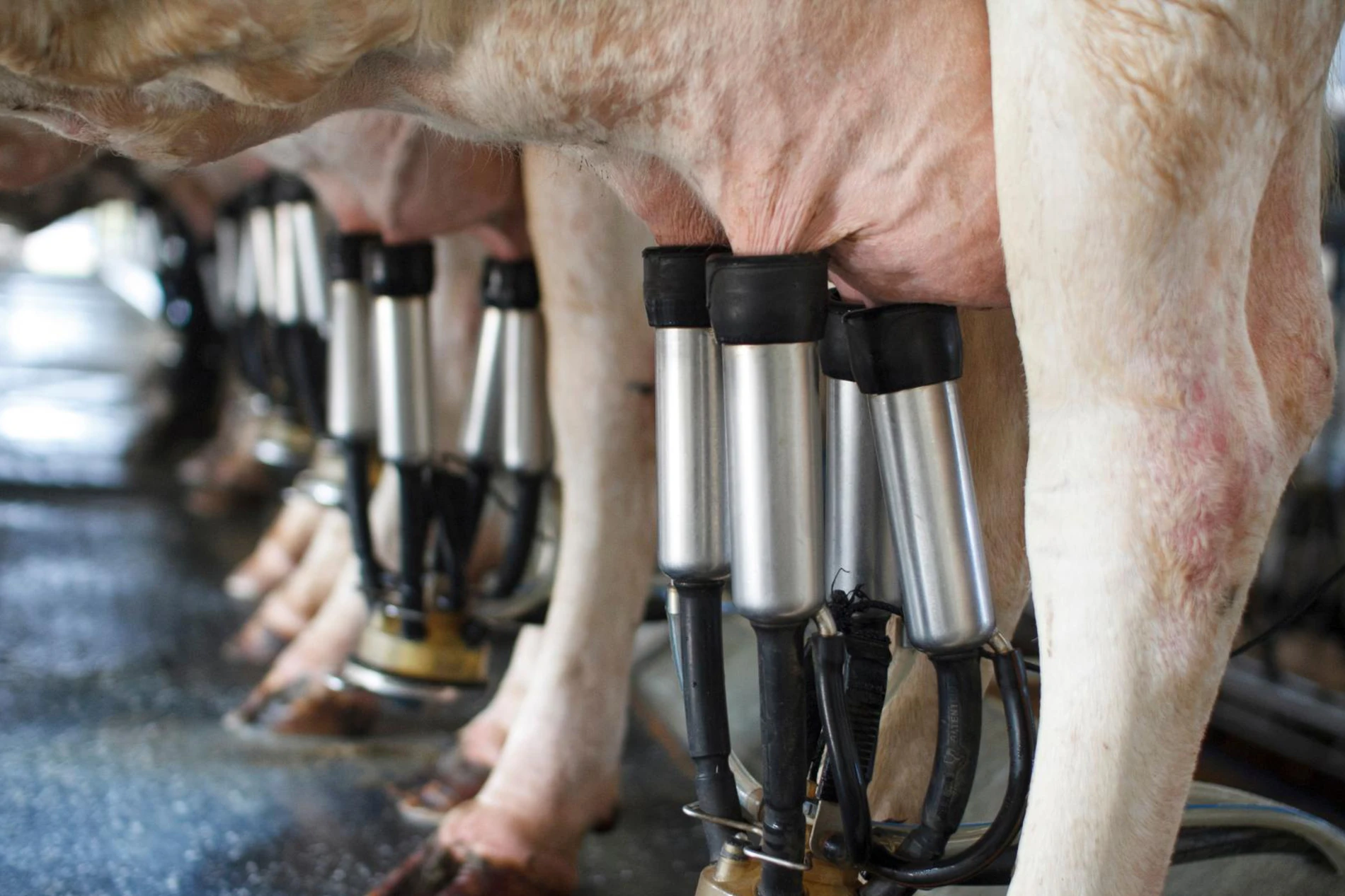 milking cows