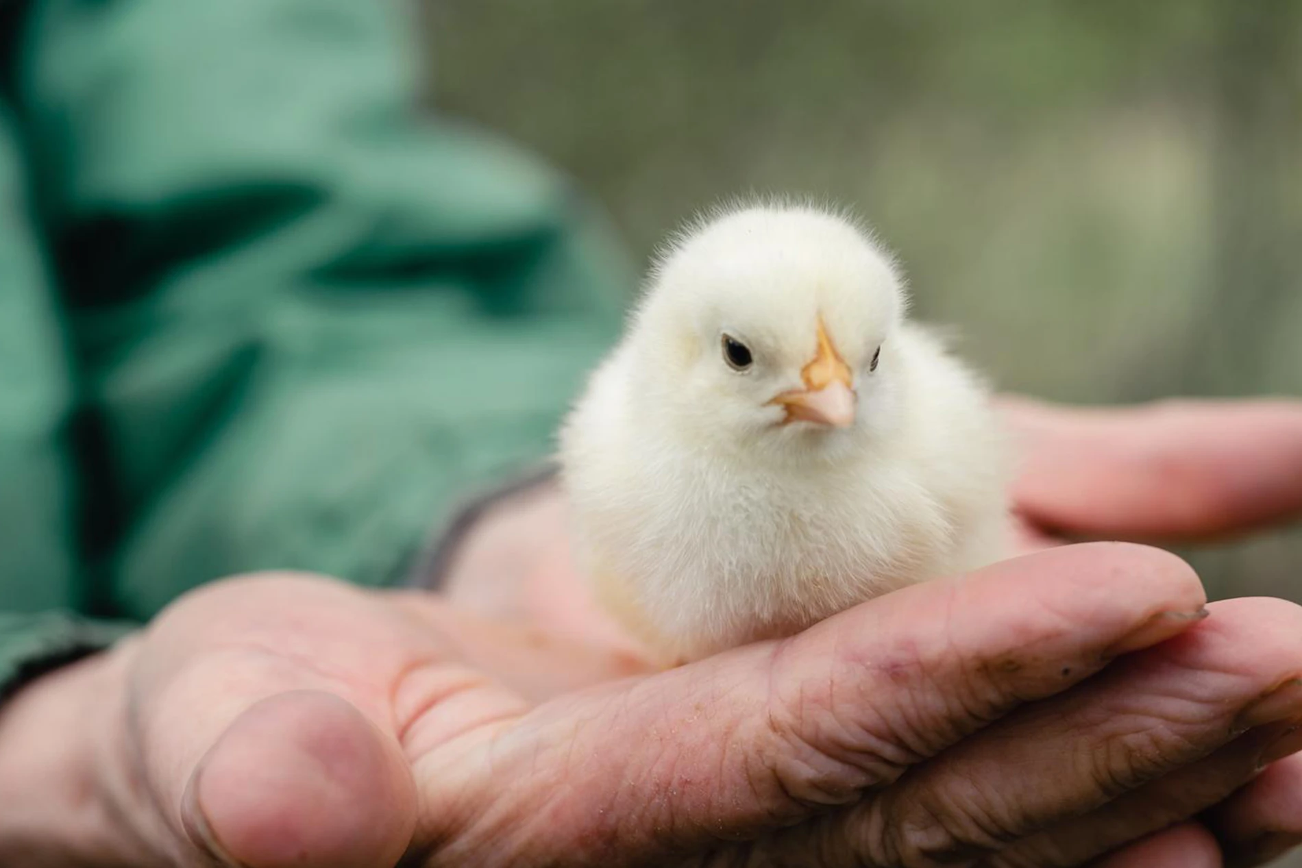 chicken farmer hand