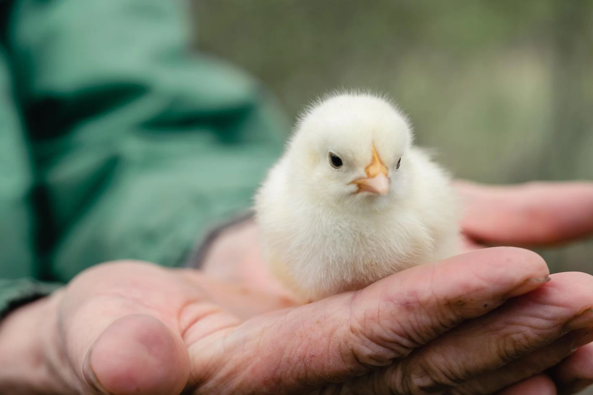 chicken farmer hand