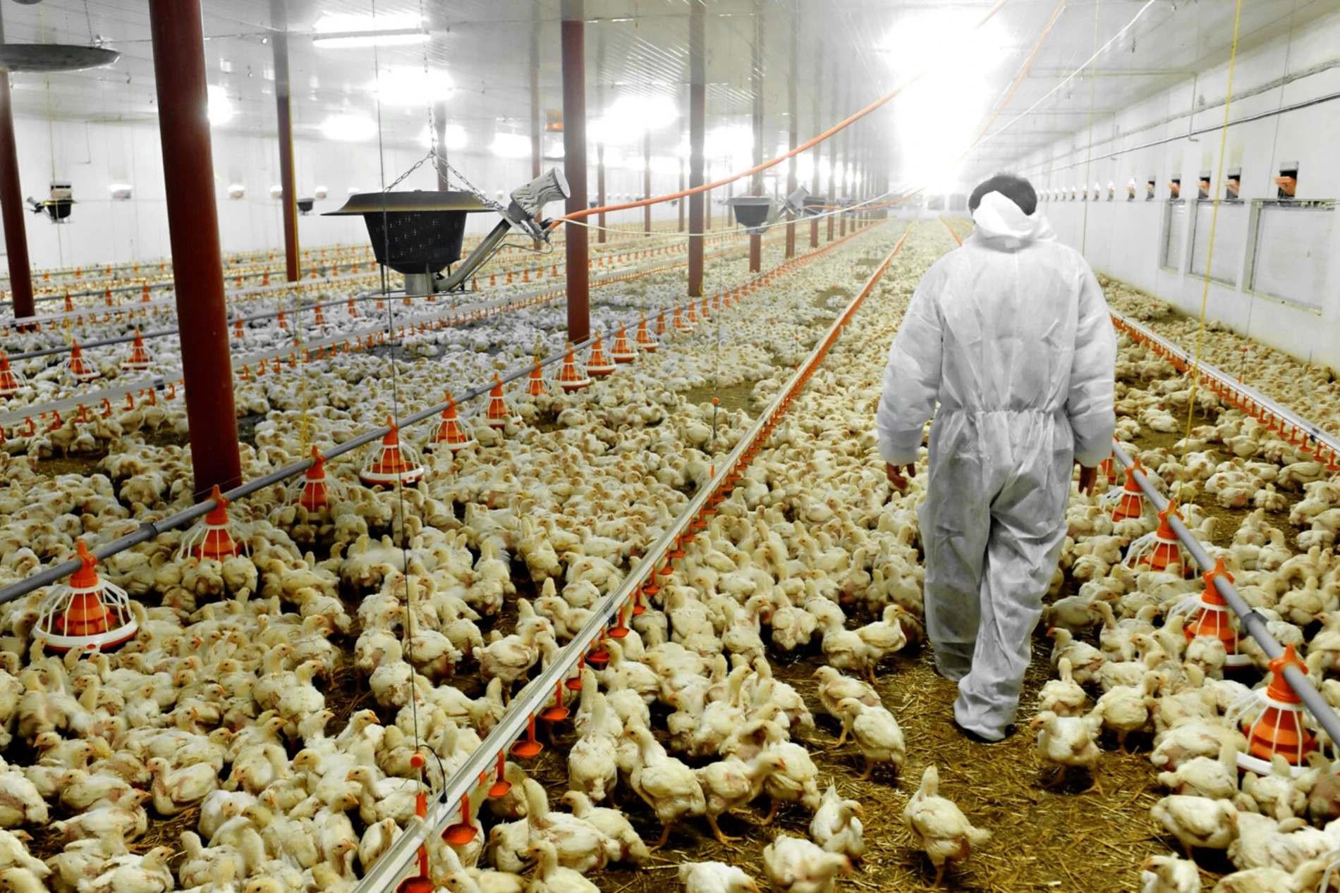 chicken farm man
