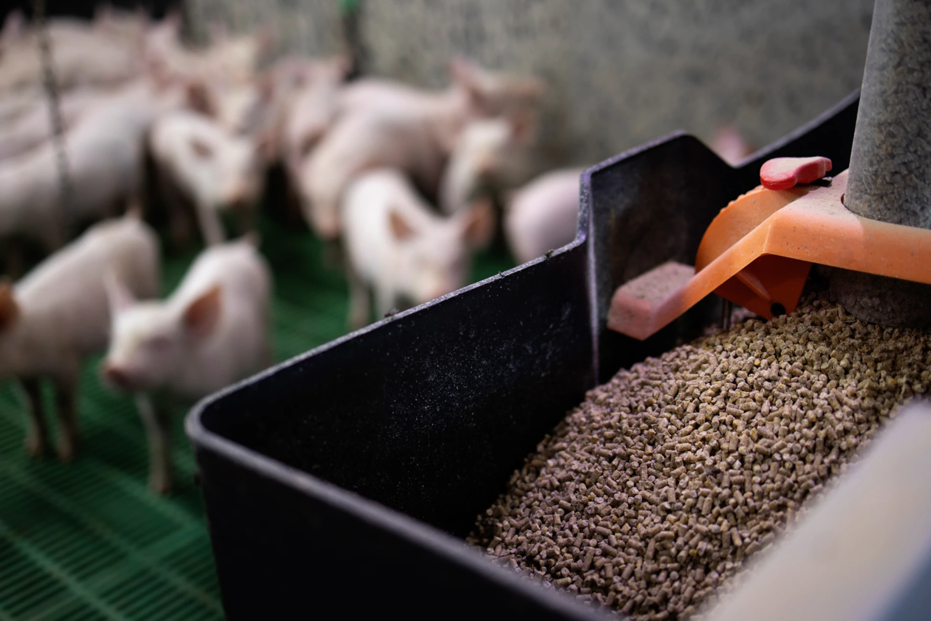 swine feed