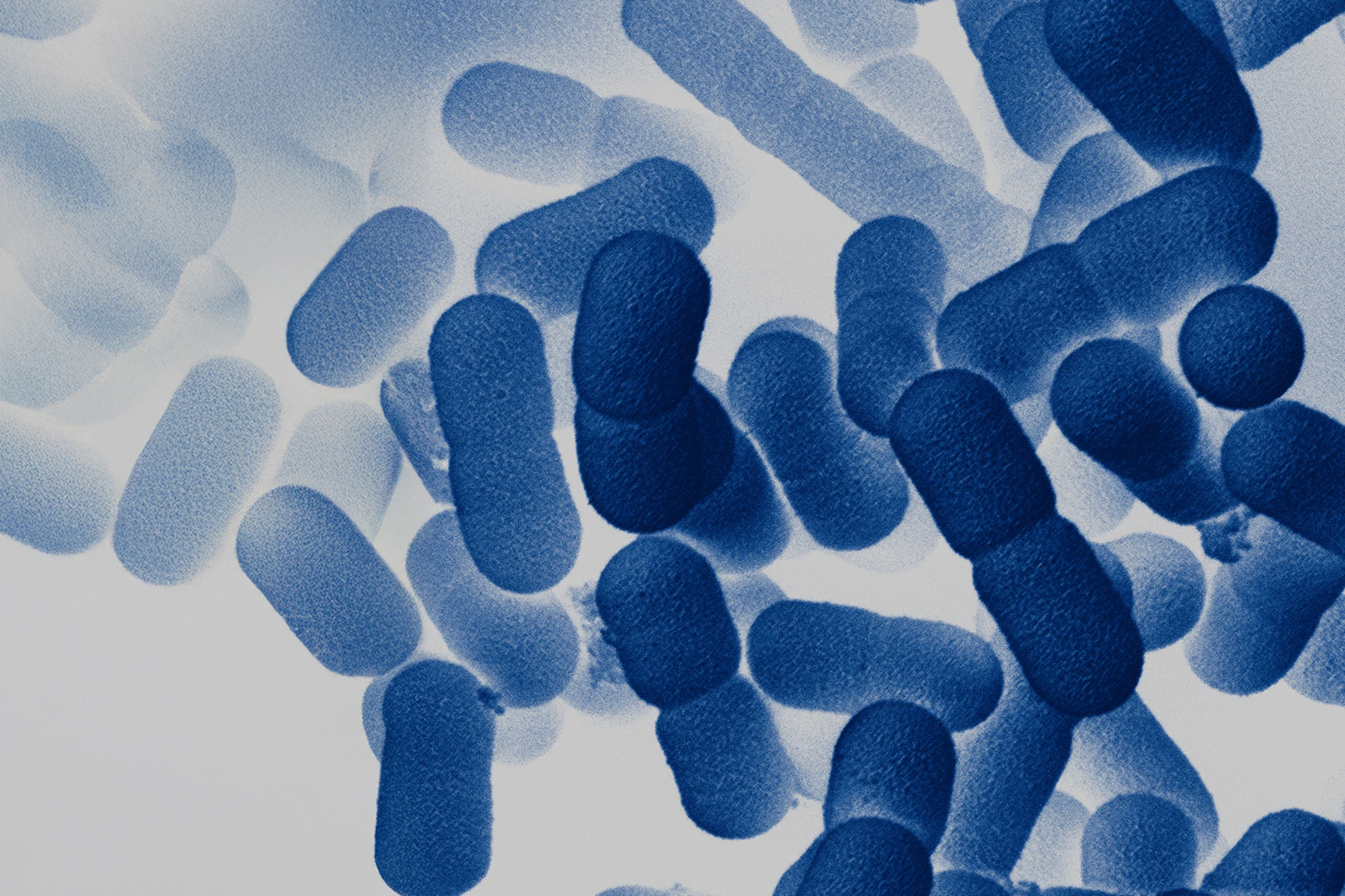 microbes
