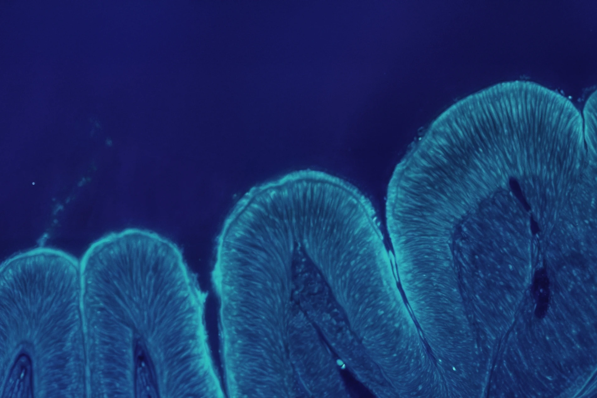 gut interaction