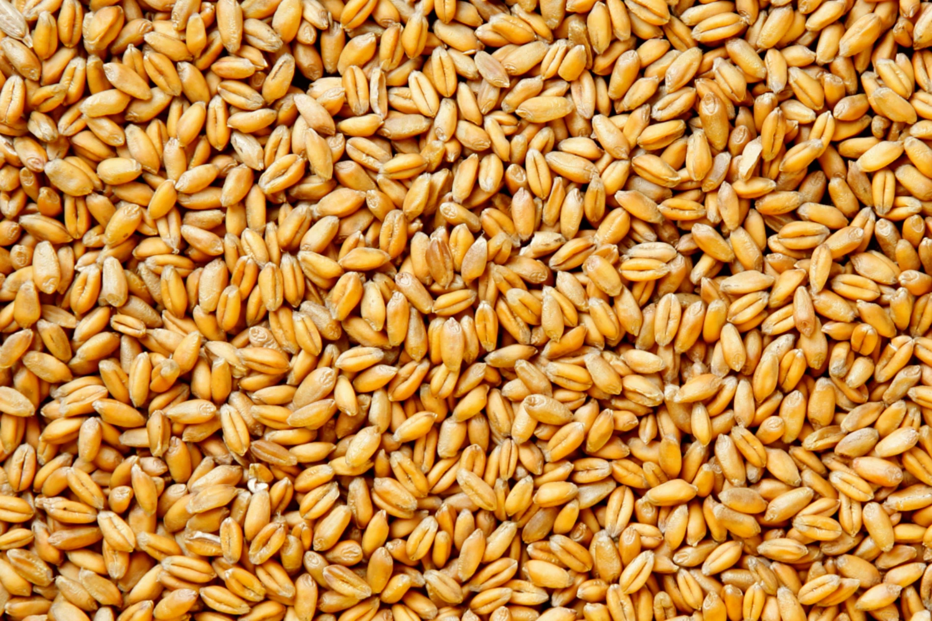 corn