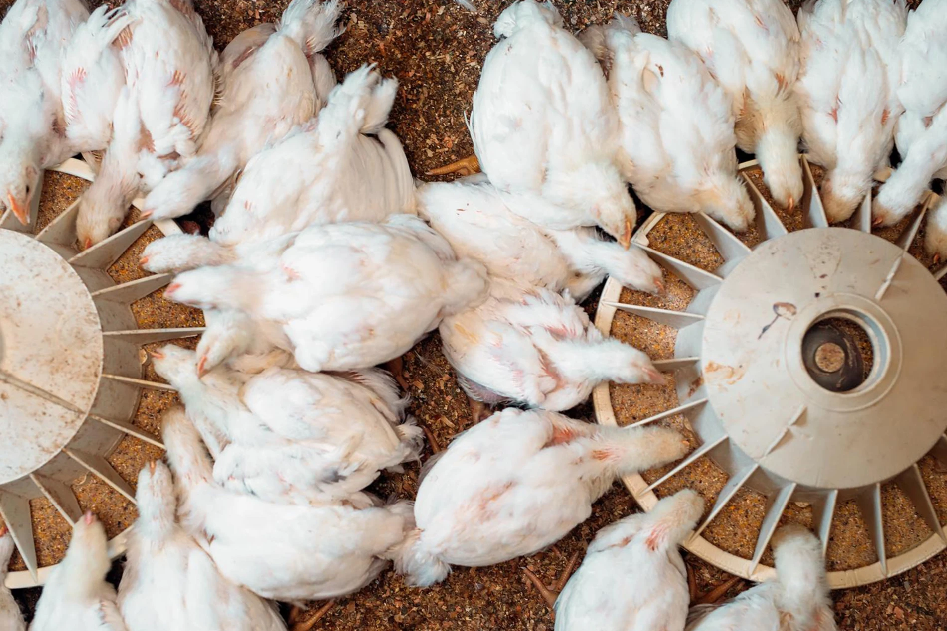 poultry eating