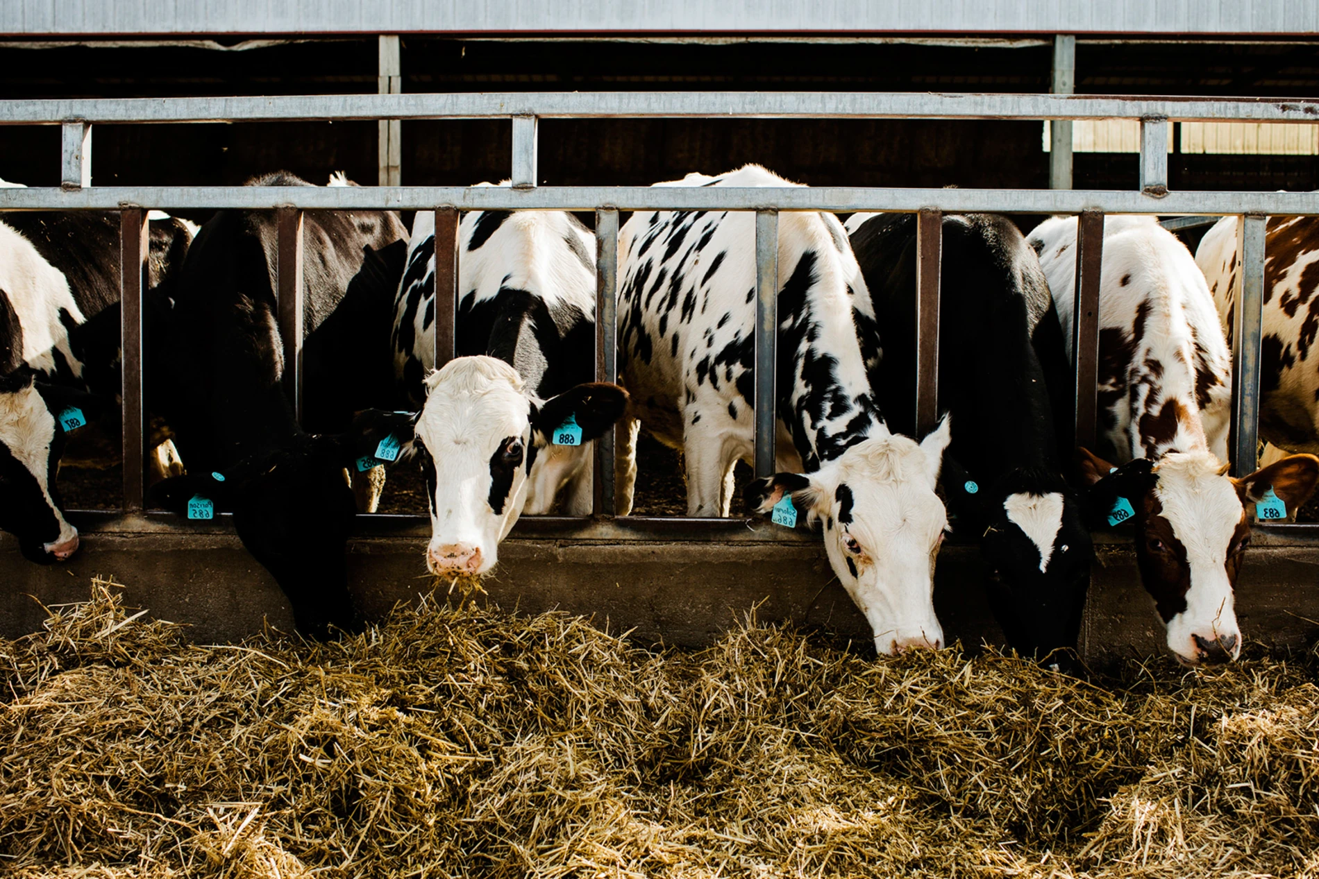 cows feeding