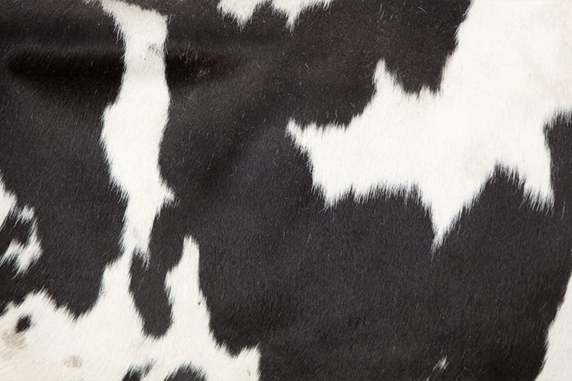Skin of a cow