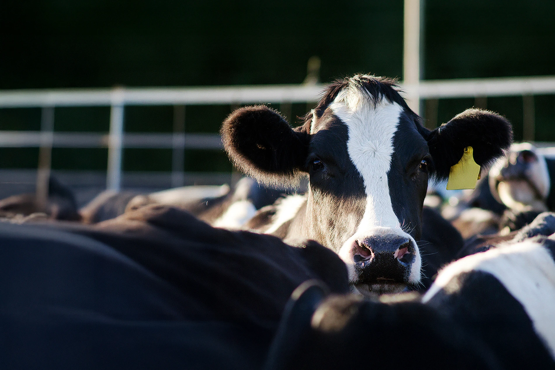 diary cattle in a farm