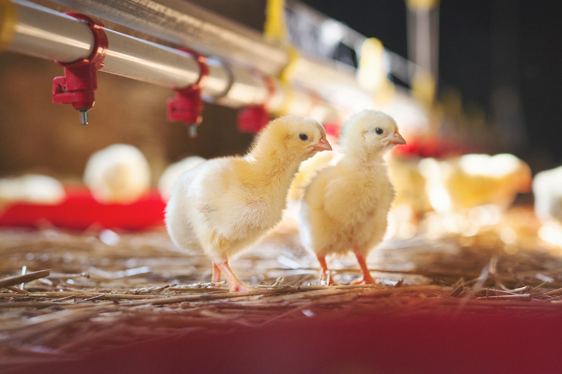 chicks